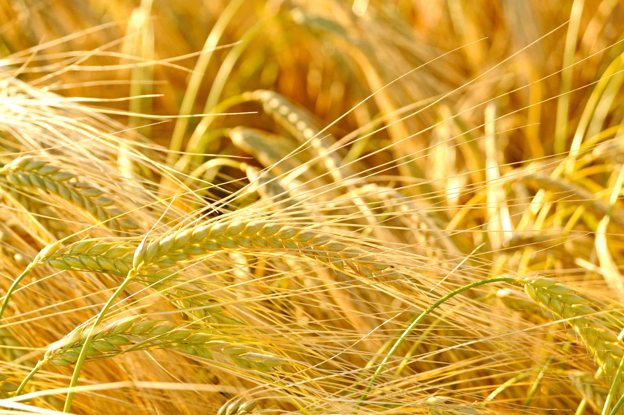 たくさんの実をつけた小麦。今から1万年前（紀元前8,000年）ごろには、ユーフラテス川流域からパレスチナを含む「肥沃な三日月地帯」で栽培化が始まっていたことが明らかになっている ©︎ Steve Cavalier / Alamy /amanaimages