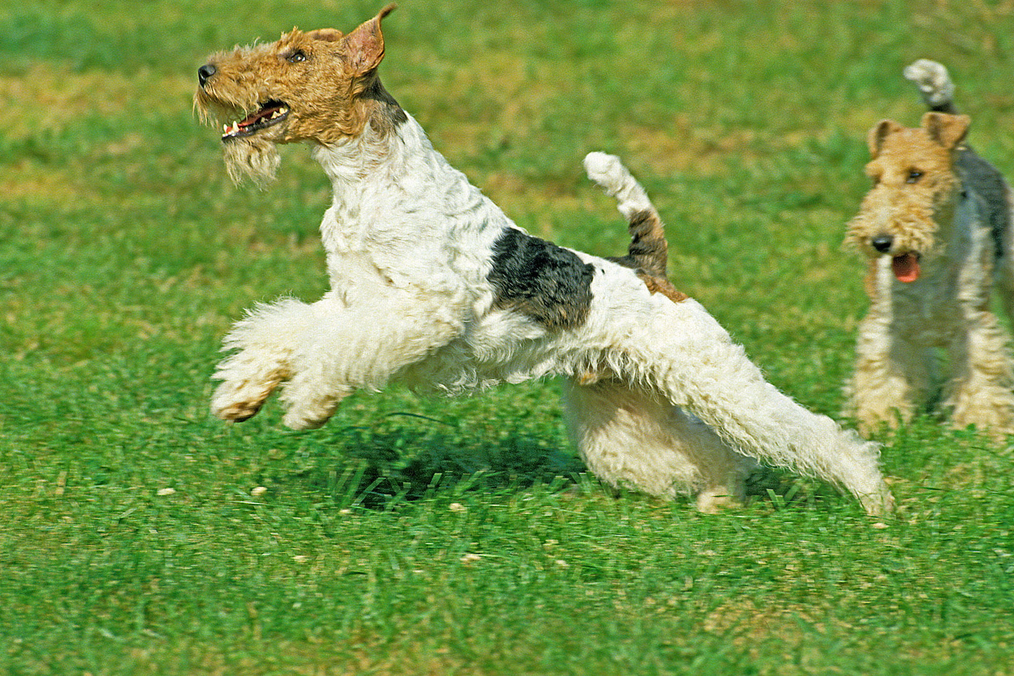 イギリス原産のフォックス・テリアはキツネ狩りの狩猟犬だった ©️Gerard Lacz/amanaimages