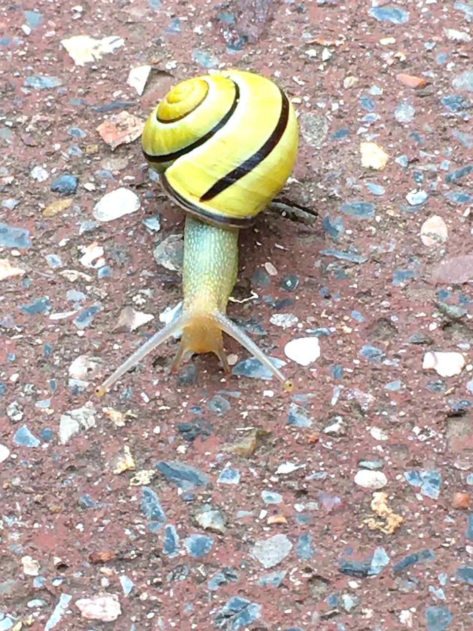 2020年4月7日（21日目） 前夜の雨で濡れた土から、 美しい殻を背負って歩むカタツムリ