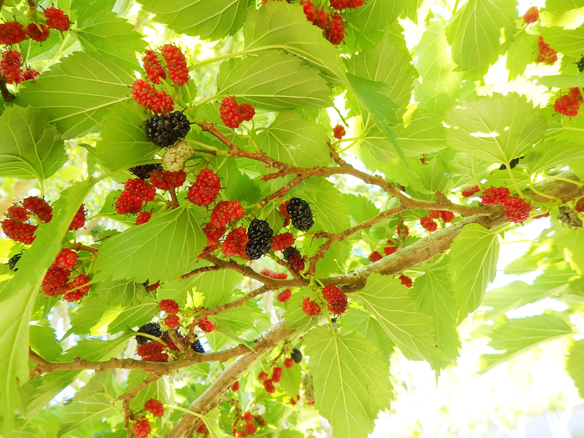 ヤマグワの実。黒く熟したものが食べごろ。クワの名の由来は、カイコの「食う葉」が縮まったとも、「蚕葉（こは）」が転訛（てんか）したともいわれる。北海道から本州、四国、九州の森林に見られるクワ科クワ属の落葉小高木