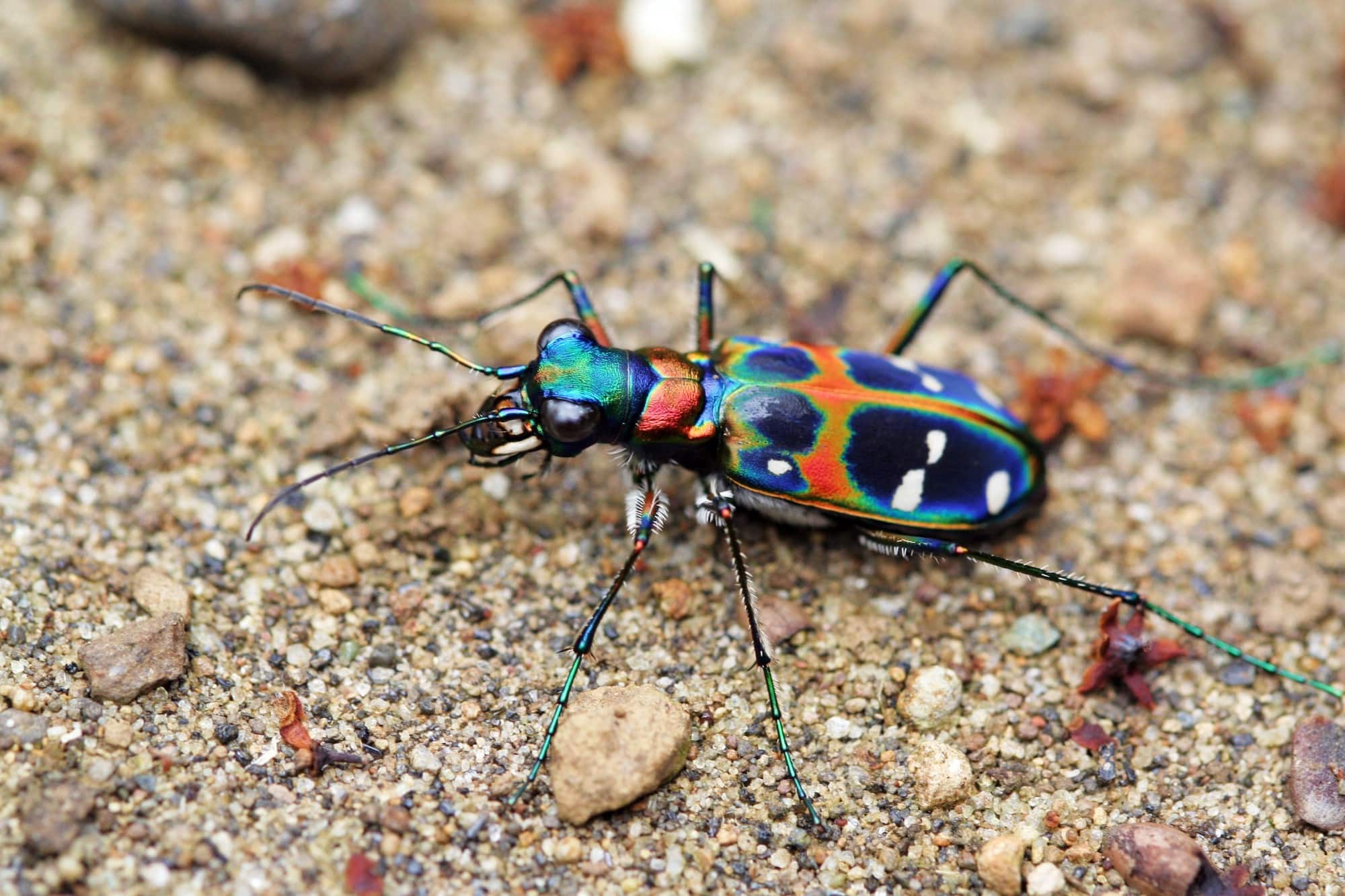 ハンミョウ。青・赤・緑に輝く斑紋をもつ、ハンミョウ科の甲虫。鋭い大あごで、通りかかる昆虫を捕食する