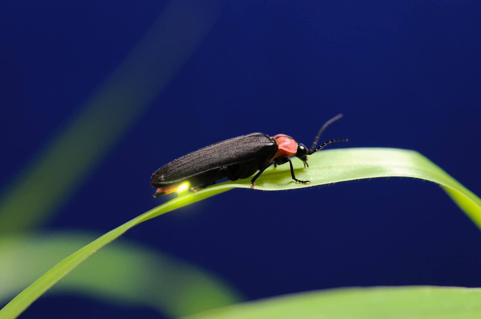 ホタルが光るのは何のため プチペディア で迫る 昆虫 植物 動物のヒミツ アマナとひらく 自然 科学 のトビラ Nature Science