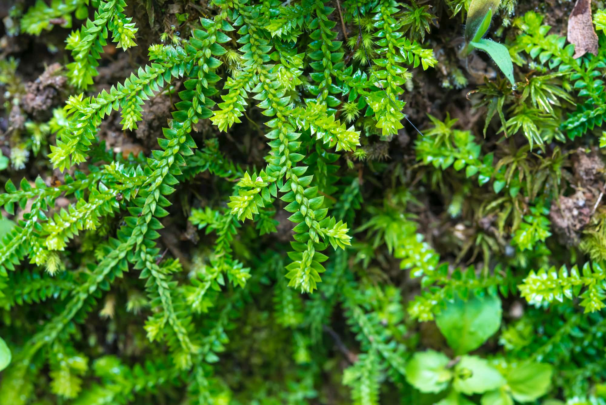 コケは、植物の仲間？ 『プチペディア』で迫る、昆虫・植物・動物のヒミツ | アマナとひらく「自然・科学」のトビラ | NATURE ＆ SCIENCE