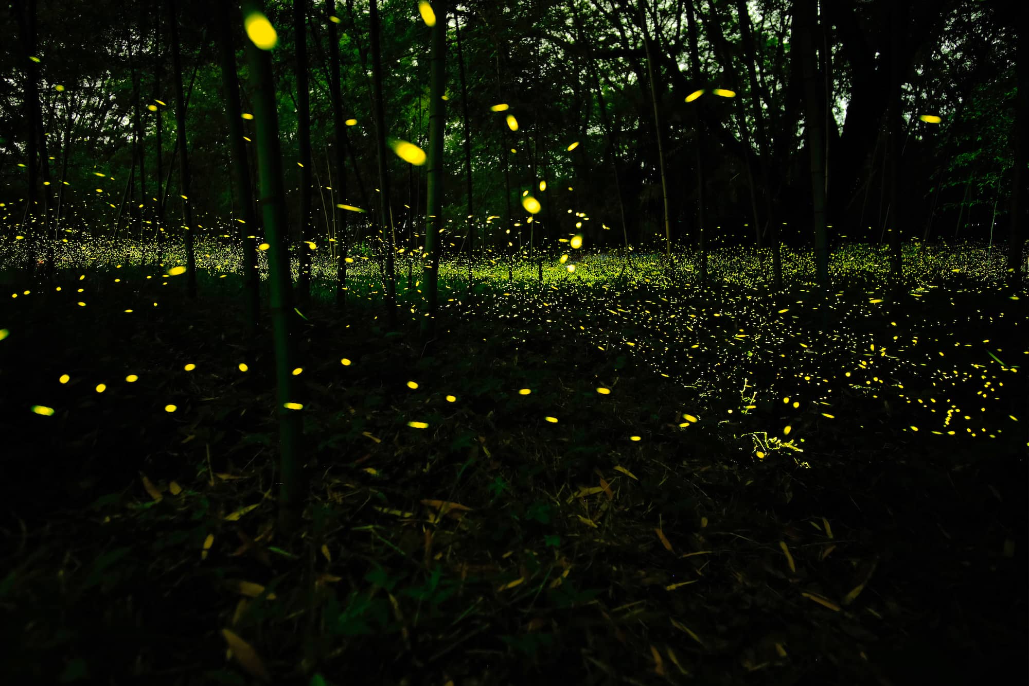 長良川の河川敷に舞うヒメボタル ©︎TETSUYA TAGAWA/a.collectionRF/amanaimages