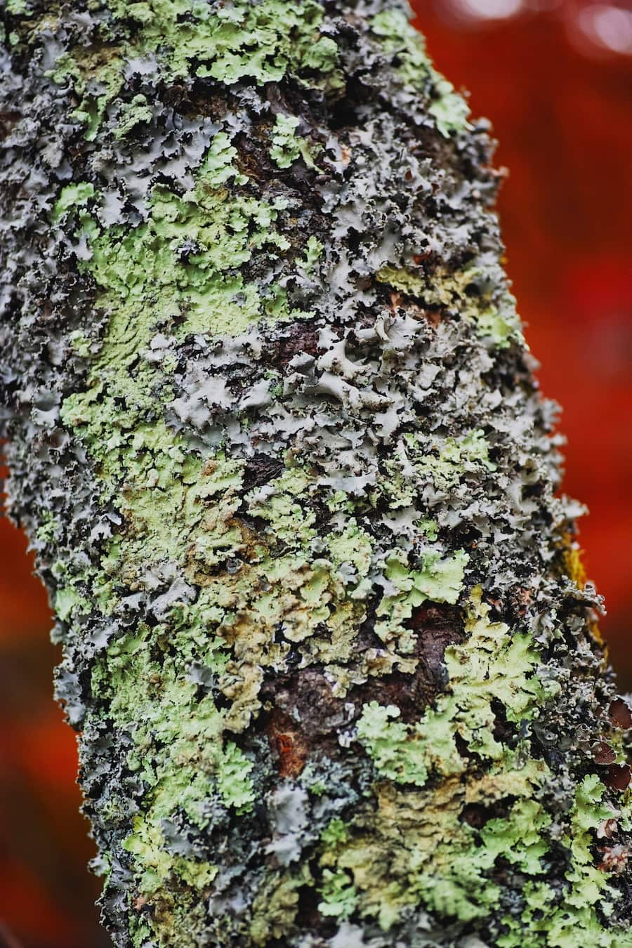 コケは 植物の仲間 プチペディア で迫る 昆虫 植物 動物のヒミツ アマナとひらく 自然 科学 のトビラ Nature Science