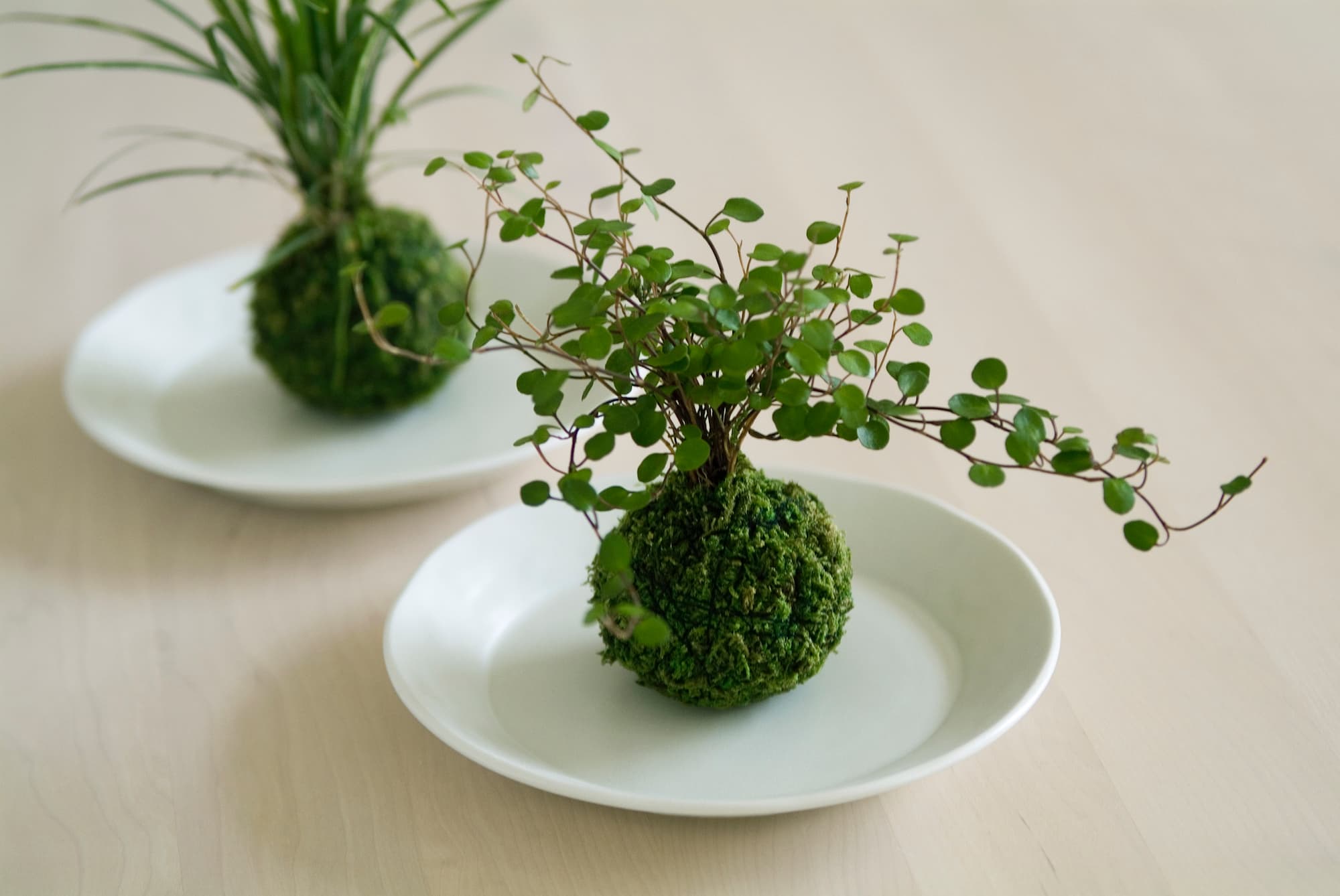 苔玉 © SOURCENEXT CORPORATION /amanaimages