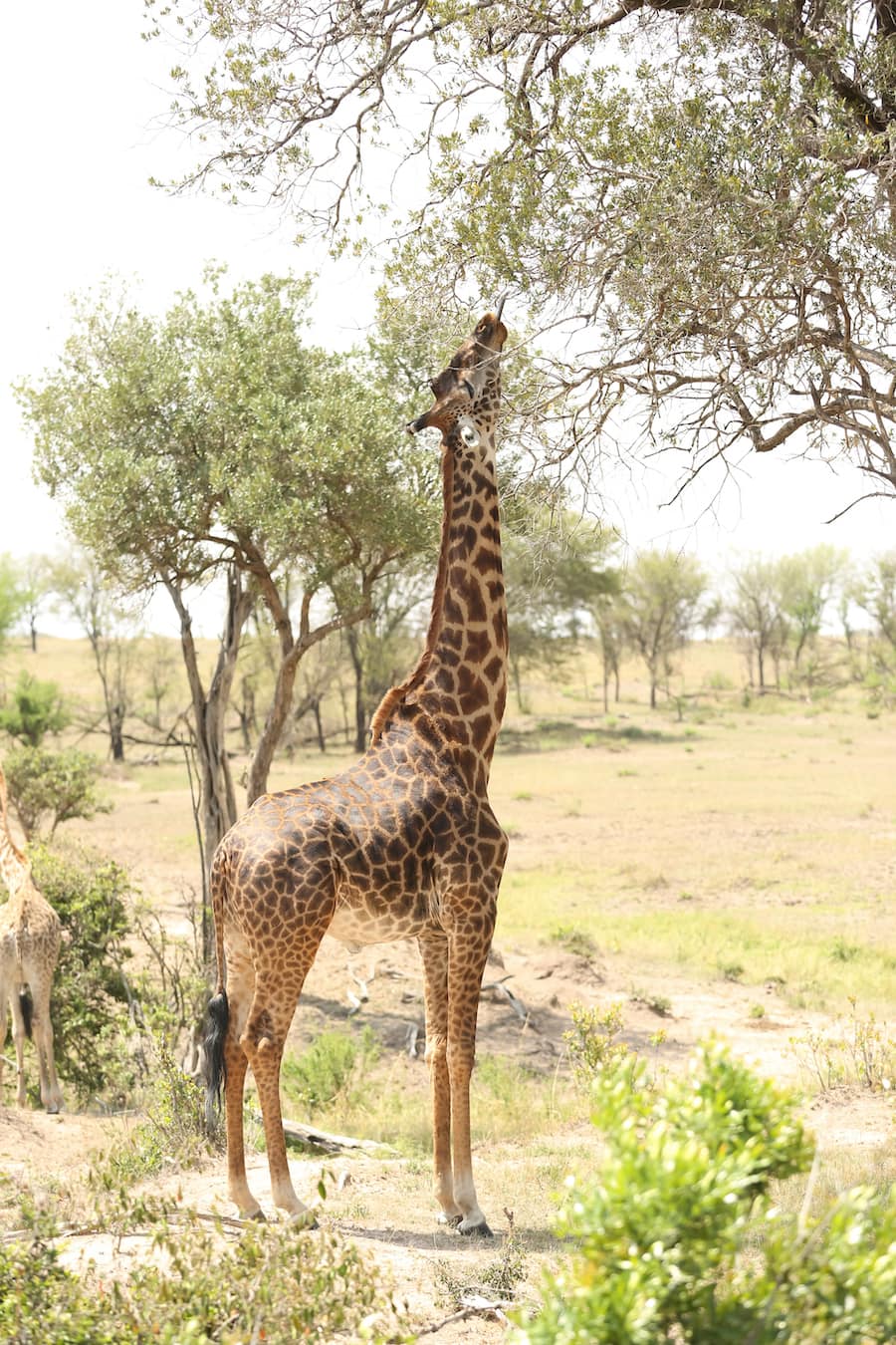 キリンにまつわる驚きの 数 アマナとひらく 自然 科学 のトビラ Nature Science