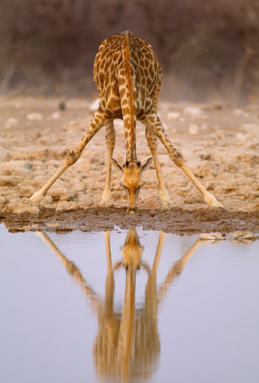 前脚をつっぱって水を飲む ©Art Wolfe Stock/Image Source /amanaimages