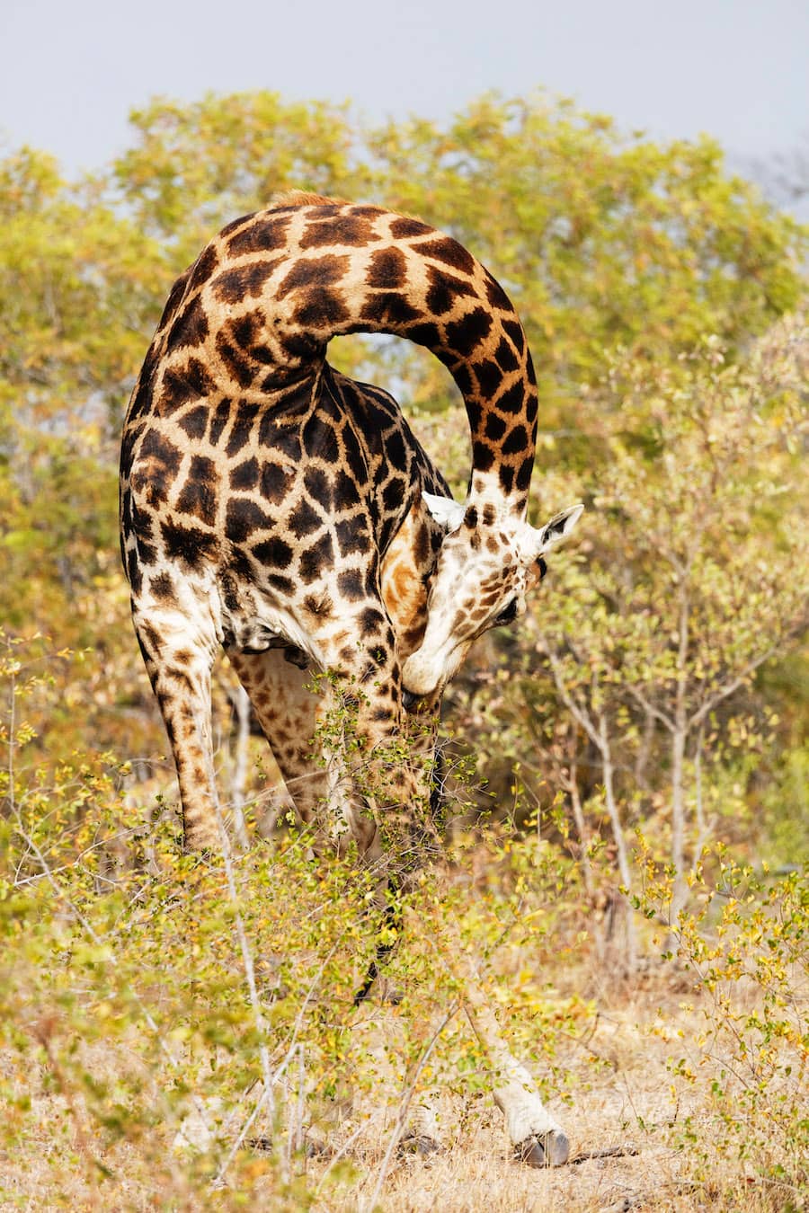 キリンにまつわる驚きの 数 アマナとひらく 自然 科学 のトビラ Nature Science