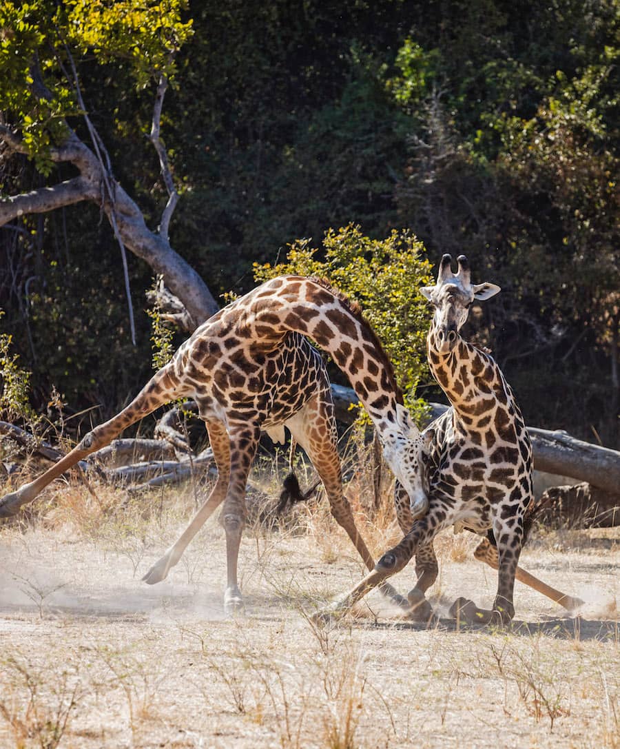 キリンにまつわる驚きの 数 アマナとひらく 自然 科学 のトビラ Nature Science