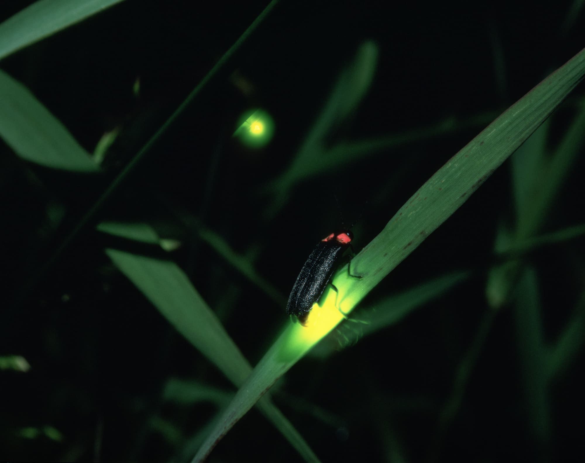 ホタルが光るのは何のため プチペディア で迫る 昆虫 植物 動物のヒミツ アマナとひらく 自然 科学 のトビラ Nature Science