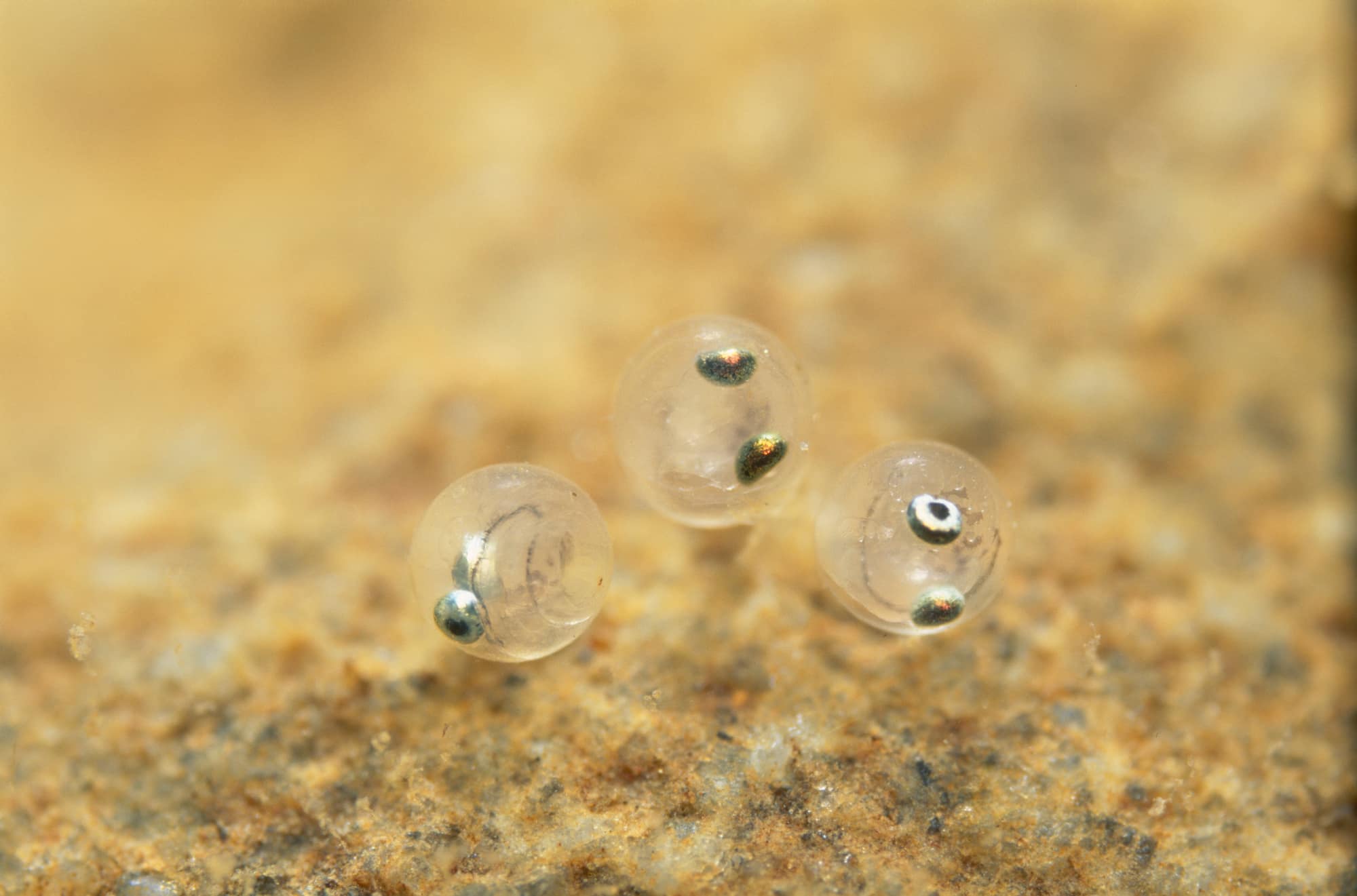 水底の石に付着した鮎の卵（発眼卵）。直径およそ1mmで、メスは1尾あたり平均で5万粒の卵を持つ ©uchiyama ryu/nature pro. /amanaimages