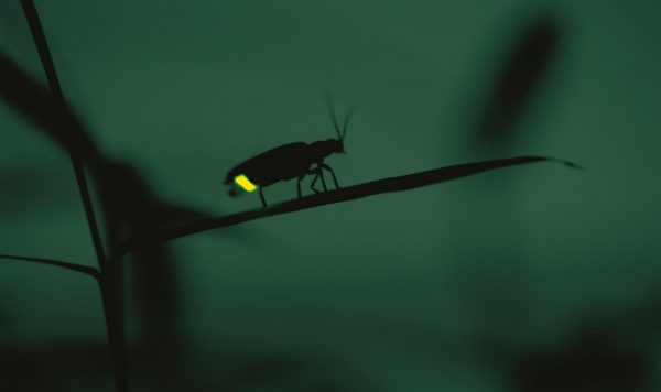 ホタルが光るのは何のため？