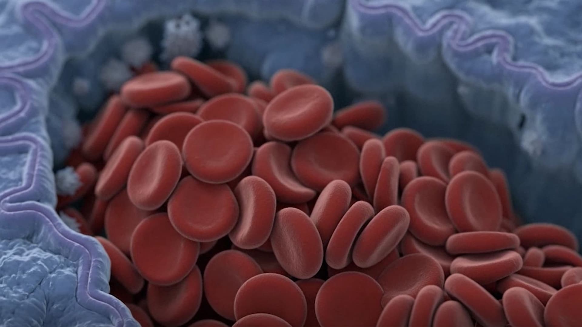 血管断面SEM画像から3DCG化 ©︎Hydroid