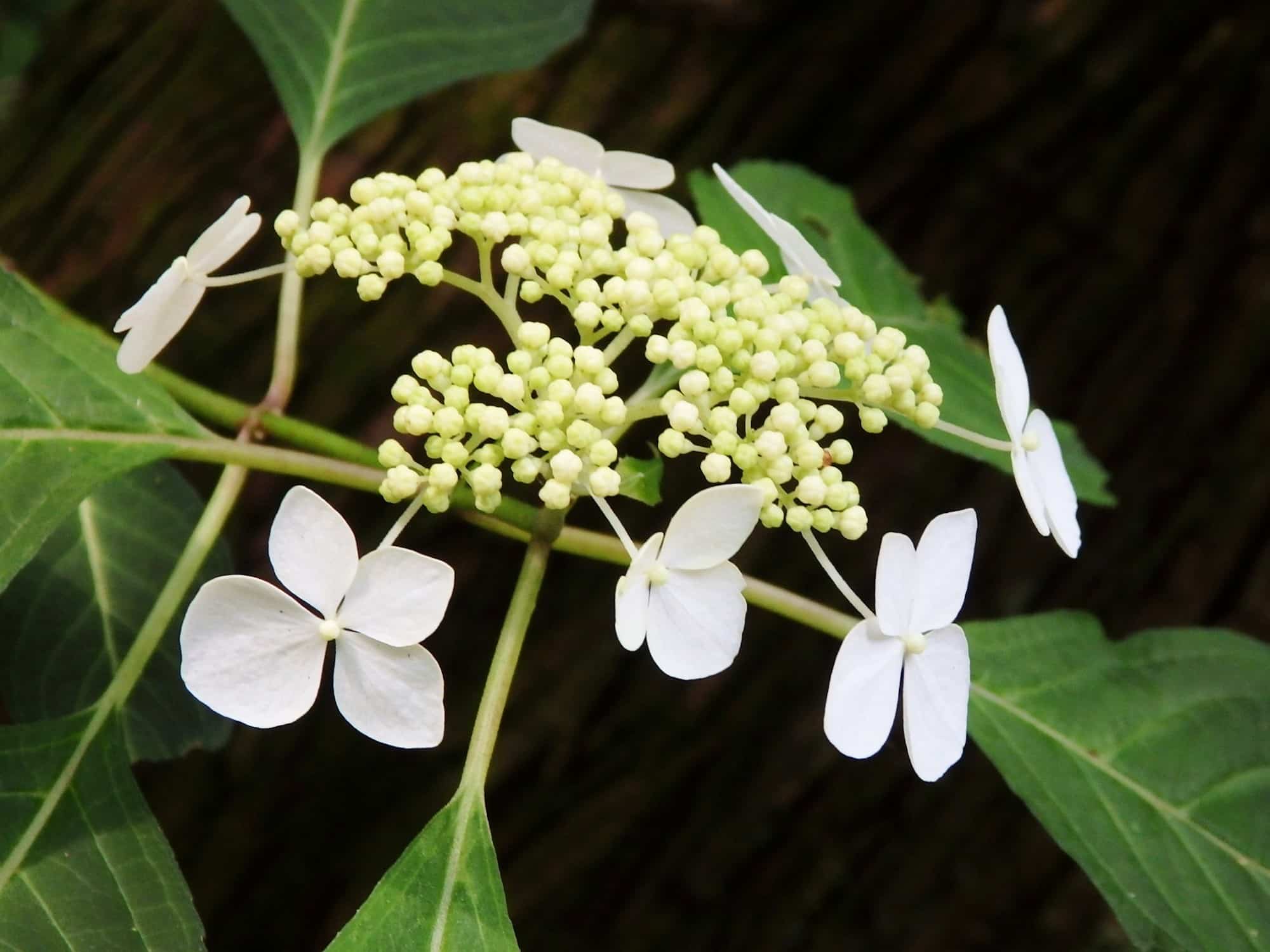 鎌倉に自生する白いヤマアジサイの花。ヤマアジサイは主に太平洋側の福島県から四国・九州に分布する。装飾花が花序の周辺部を縁取る「額咲き」で、葉にうぶ毛が生えるのが特徴。花色や花形は、地域による変異が多い