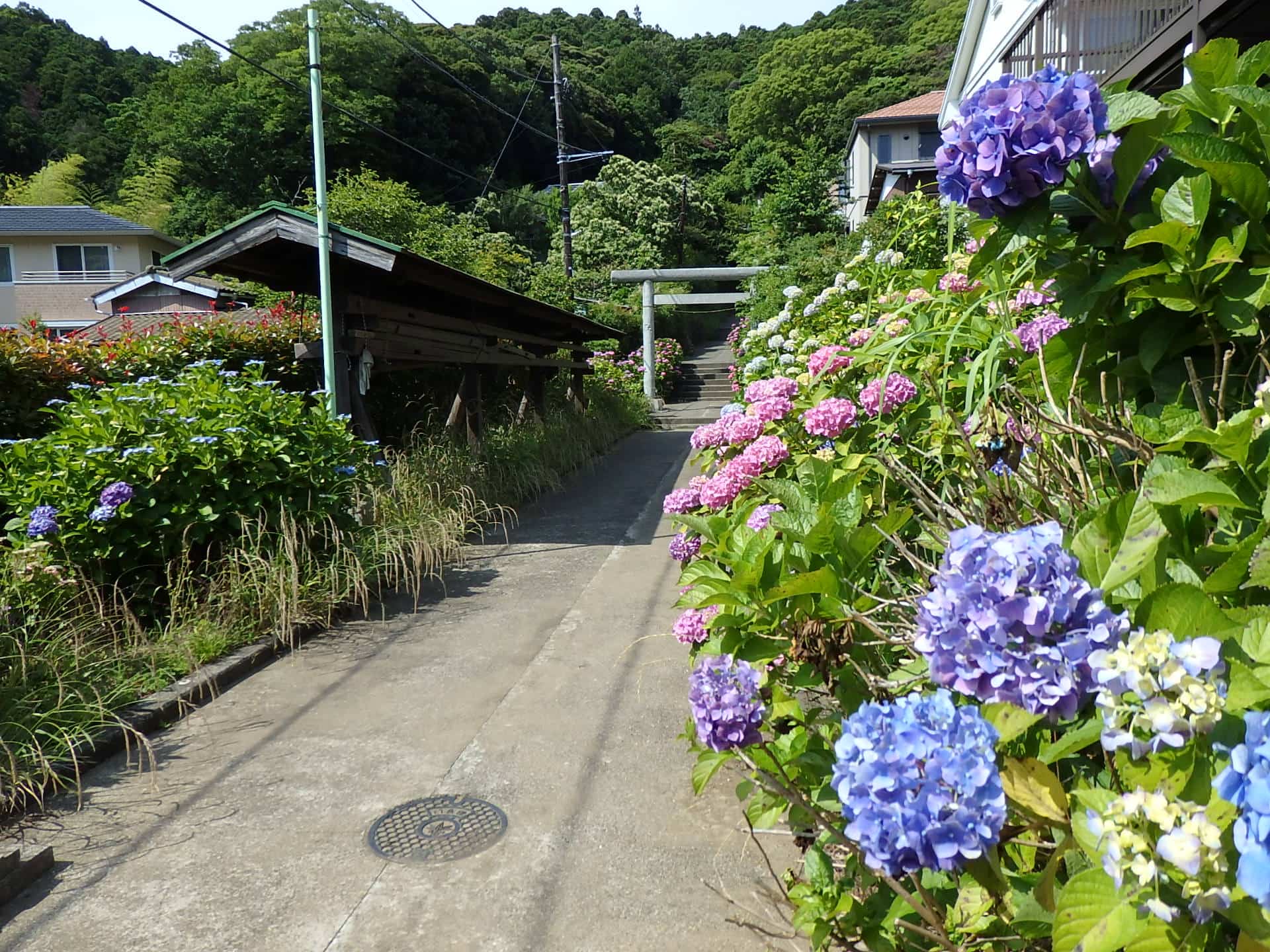 深い森に包まれた今泉の鎮守、白山神社
