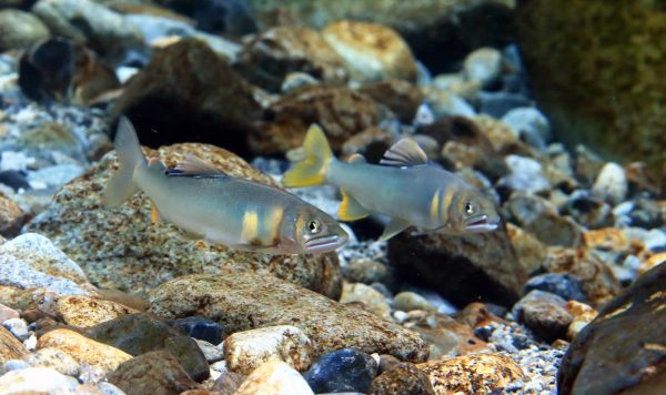 魚 タグ アマナとひらく 自然 科学 のトビラ Nature Science