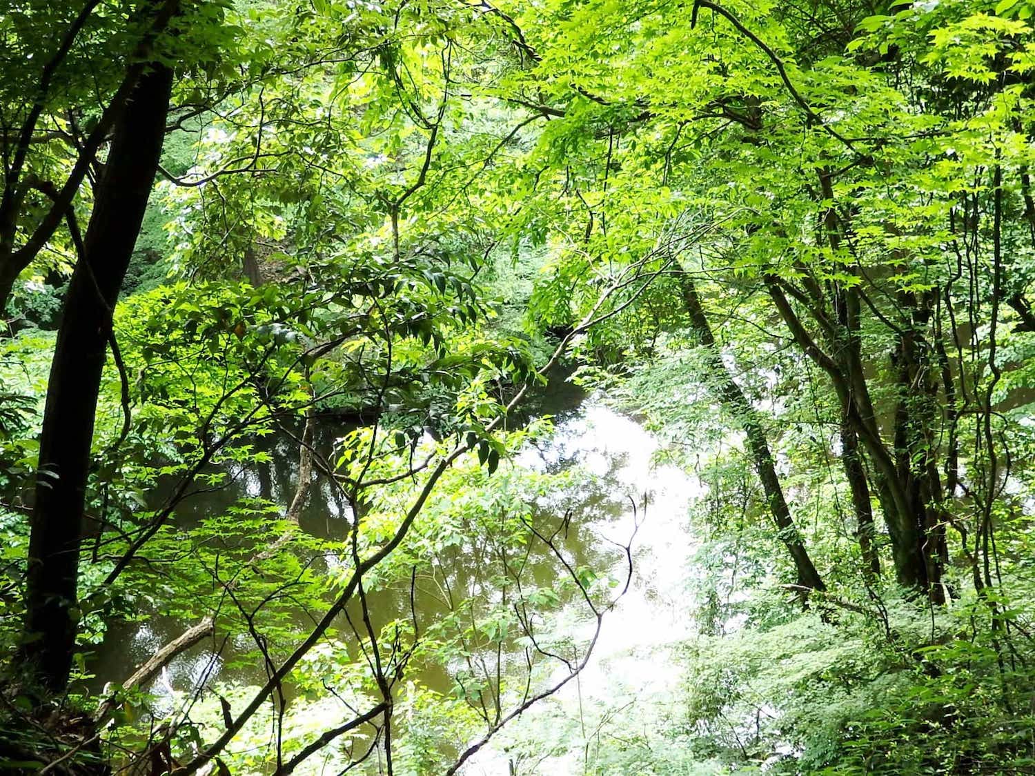 森の木々が発するすがすがしい香りのもととなるフィトンチッドがリラックス・リフレッシュ効果を与えることや、木の葉の風にそよぐ音やせせらぎなど私たちの生体リズムにフィットする「1/fゆらぎ」に満ちた自然界の環境が私たちに安らぎを与えること、自然の中で過ごすことによるナチュラルキラー細胞（体内でウイルスに感染した細胞などを排除するリンパ球の一種）の増加など……自然や森の、人の心と体への効果が科学的にも明らかになりつつある