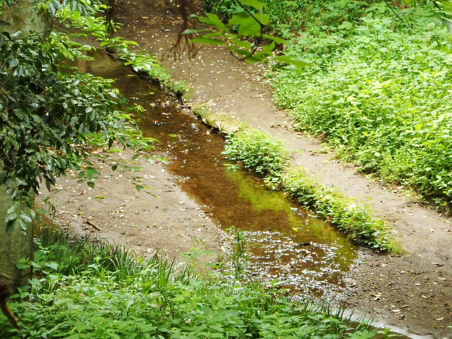 散策路から見下ろす、せせらぎの小径。現在は残念ながら、2019年の台風被害の影響で立ち入り禁止となっている