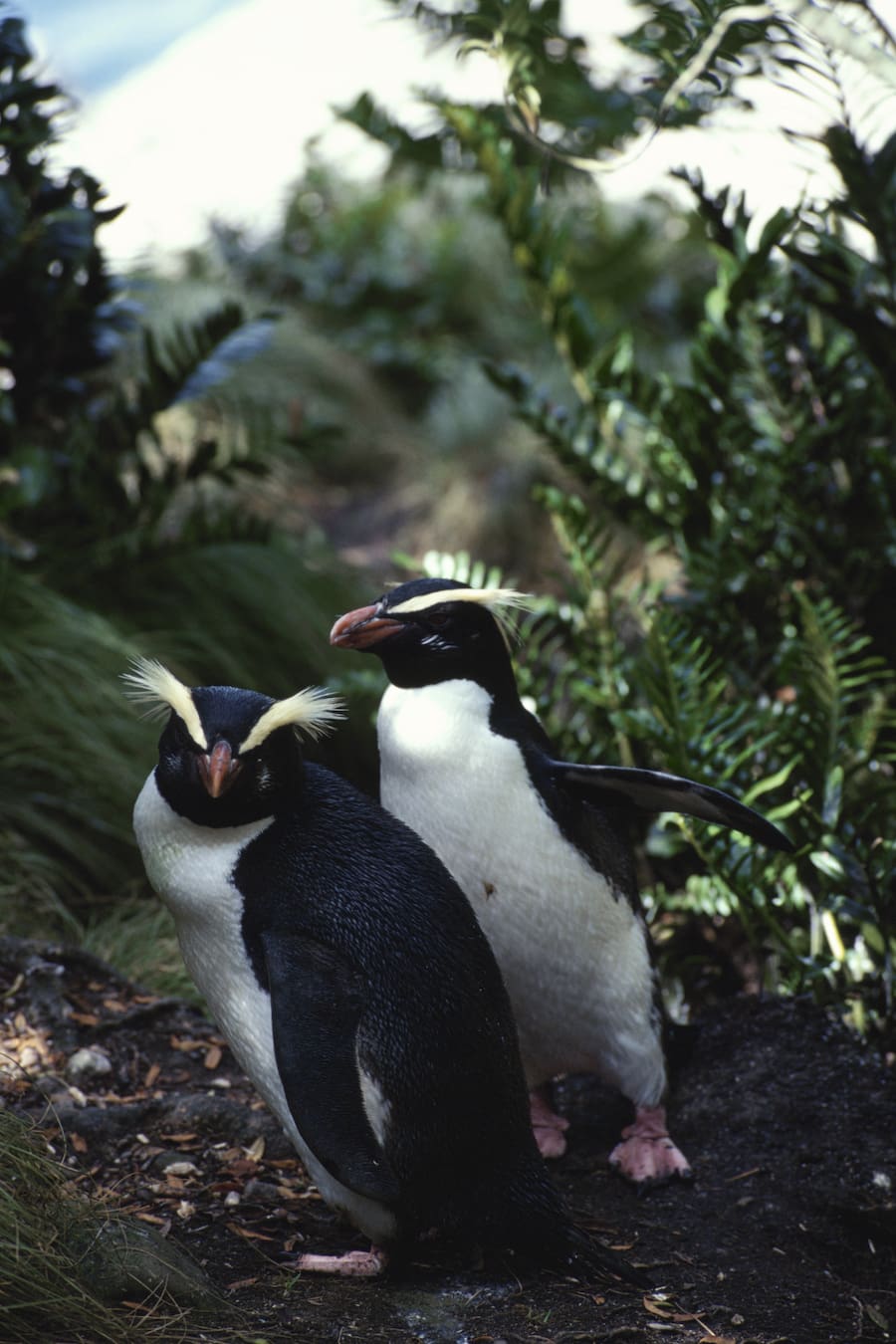 シロクマとペンギンが出会うことはある 動物の生息域と体の大きさ アマナとひらく 自然 科学 のトビラ Nature Science