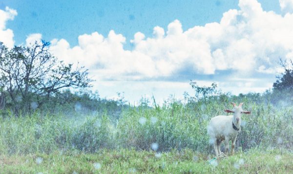 夏の雨をつぶやく