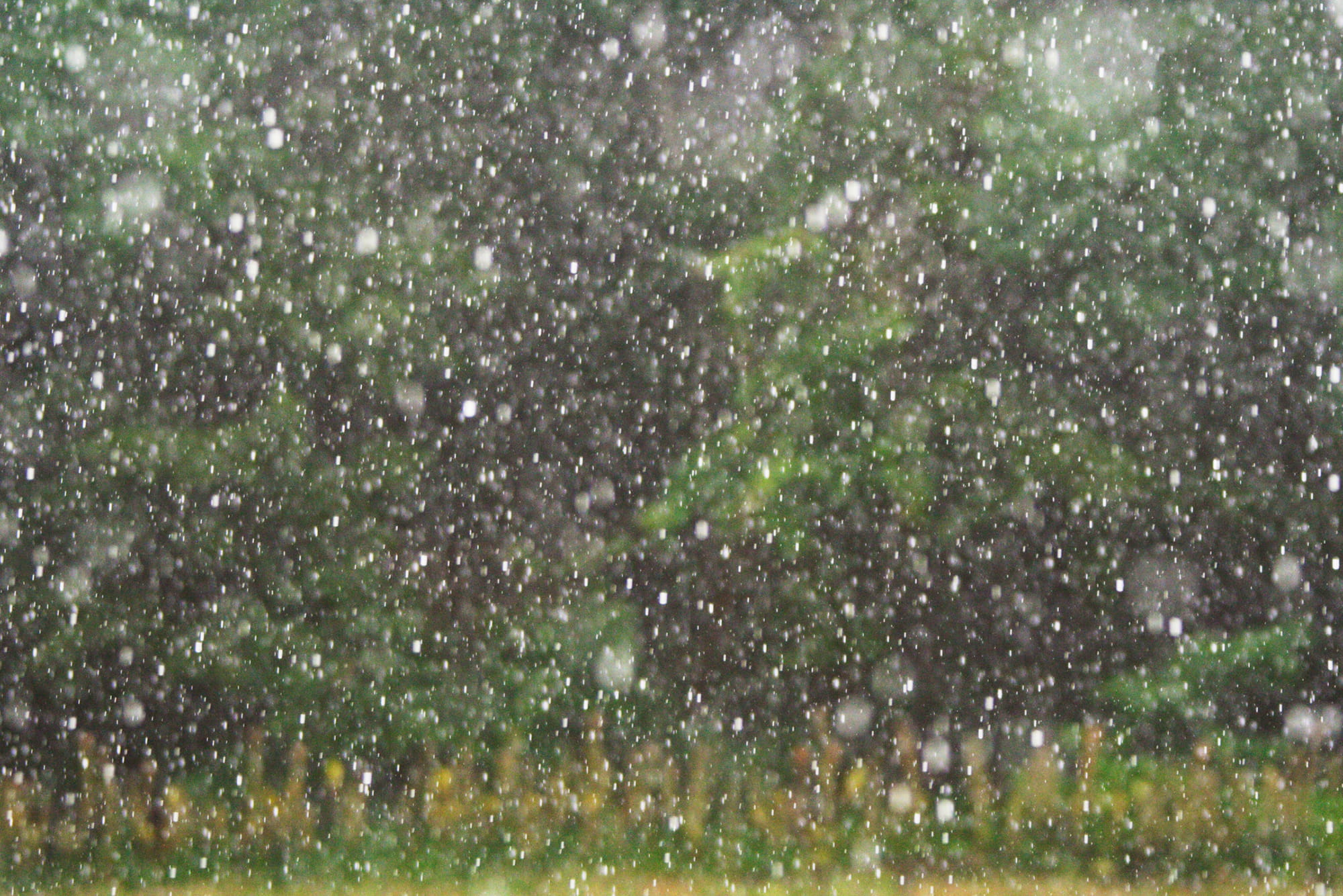 夏の雨をつぶやく アマナとひらく 自然 科学 のトビラ Nature Science