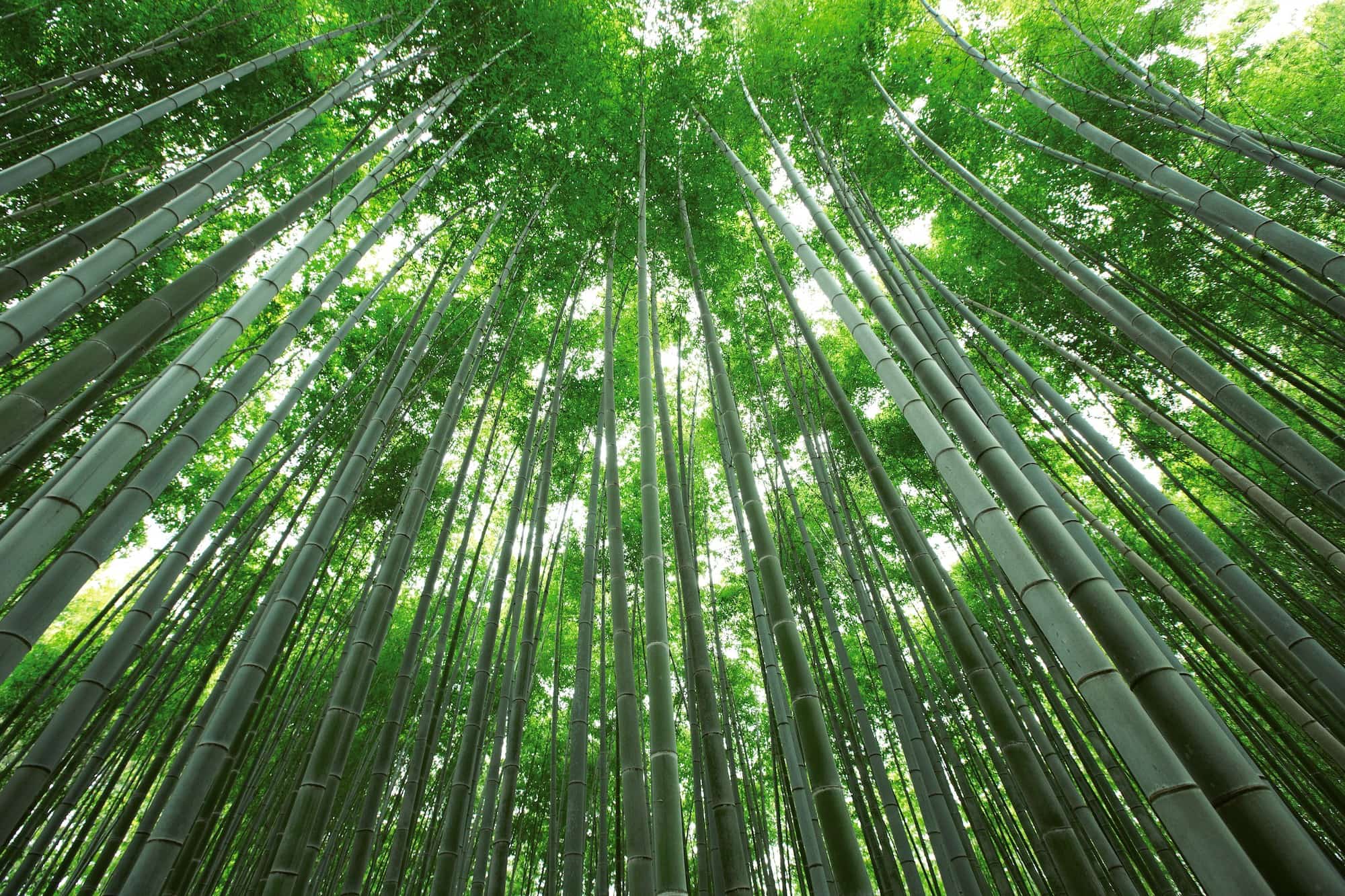 モウソウチクは樹高10 mを超える ©︎BUD international /amanaimages