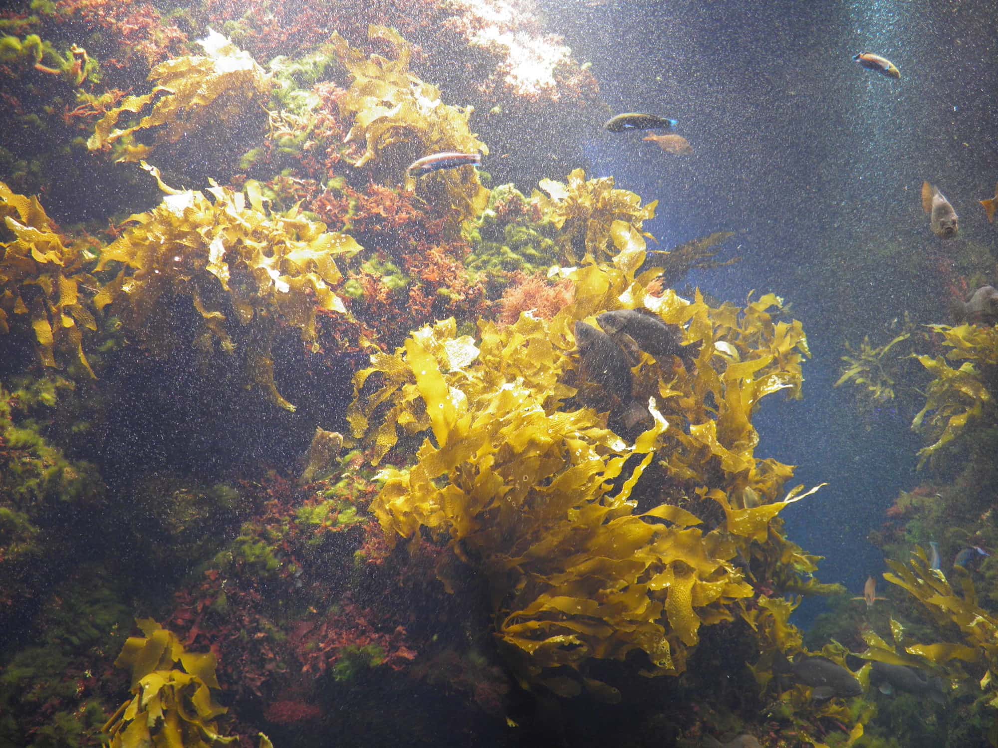 海藻がゆらめく、海中林の展示は海の森とも。海藻は、魚たちの隠れ場所や産卵場所、食べ物などにもなる生命のゆりかご