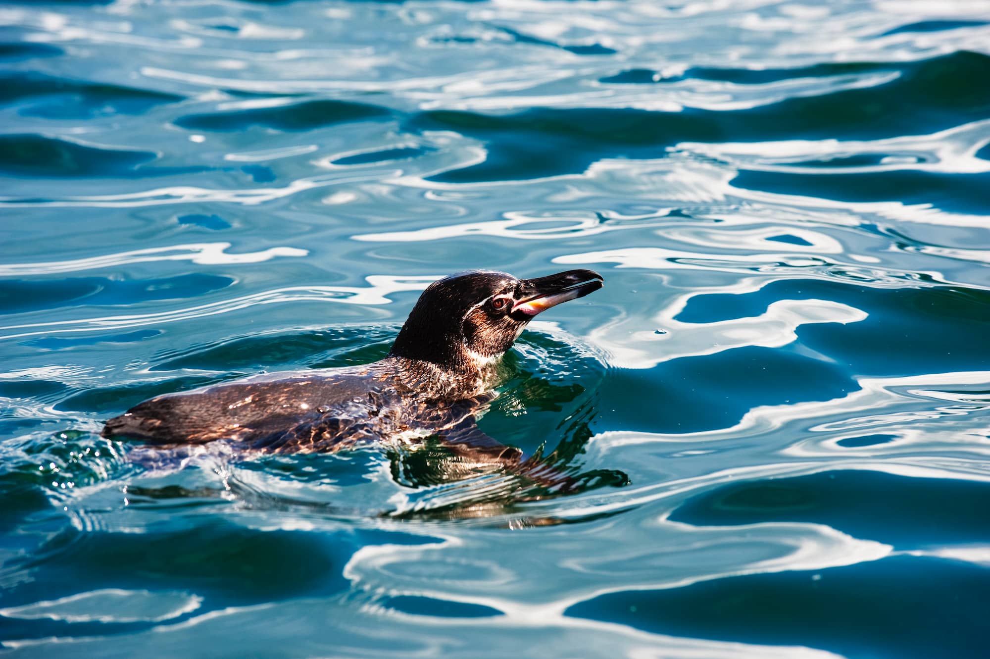 ガラパゴスペンギン　赤道直下のエクアドル・ガラパゴス諸島という暖かいエリアで過ごすペンギン © Christian Kober/awl images /amanaimages