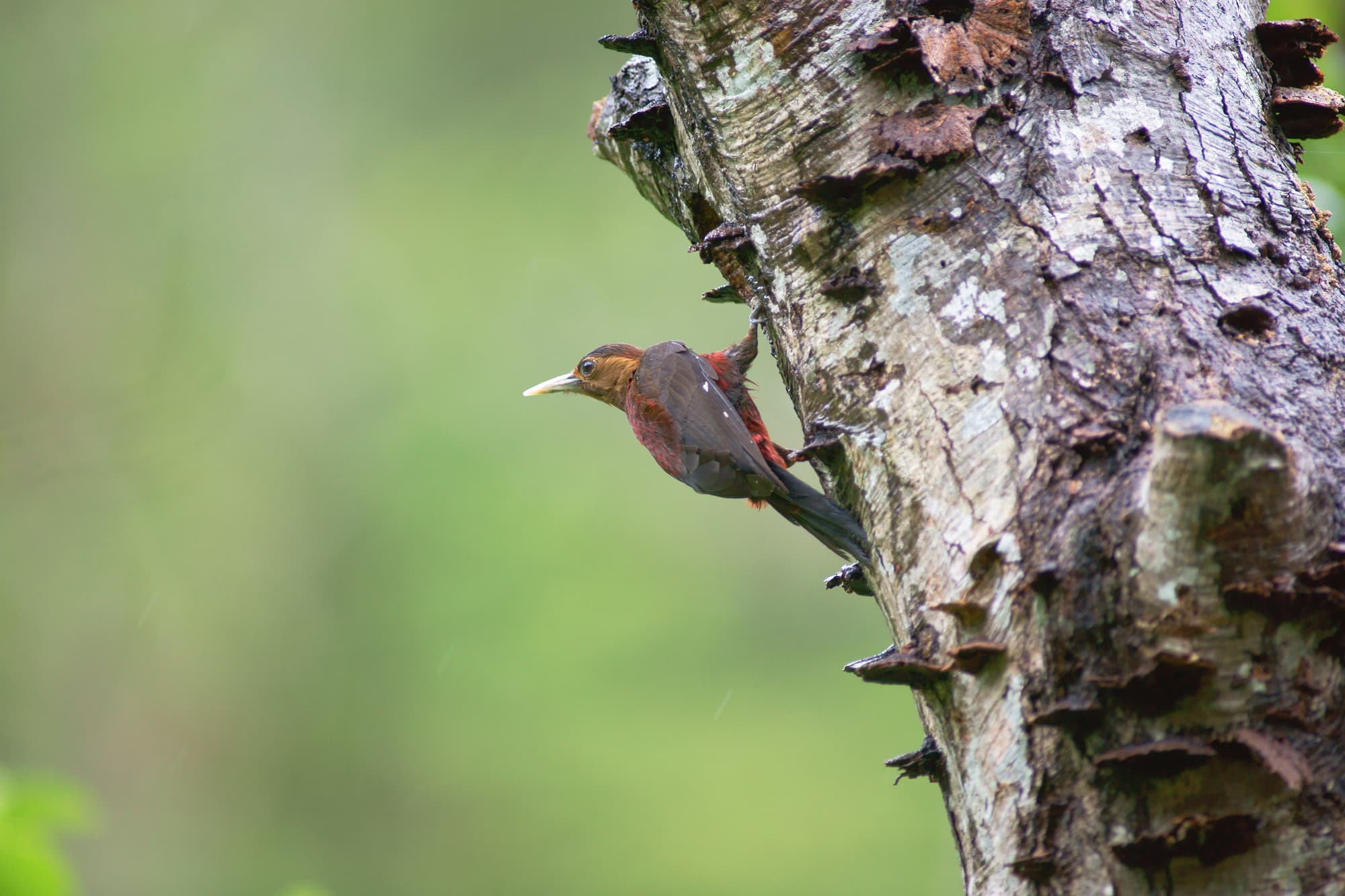 ノグチゲラ（Sapheopipo noguchii）。キツツキ目キツツキ科ノグチゲラ属に分類される。全長30 cm、翼長15 cm～17 cm程度。雑食性で、昆虫や木の実などを食べる。枯れたイタジイなどの幹に穴をあけて巣をつくる。1977年に国の特別天然記念物に、1993年に種の保存法に基づく国内希少野生動植物種に指定 © YOSHITERU EGUCHI/SEBUN PHOTO /amanaimages
