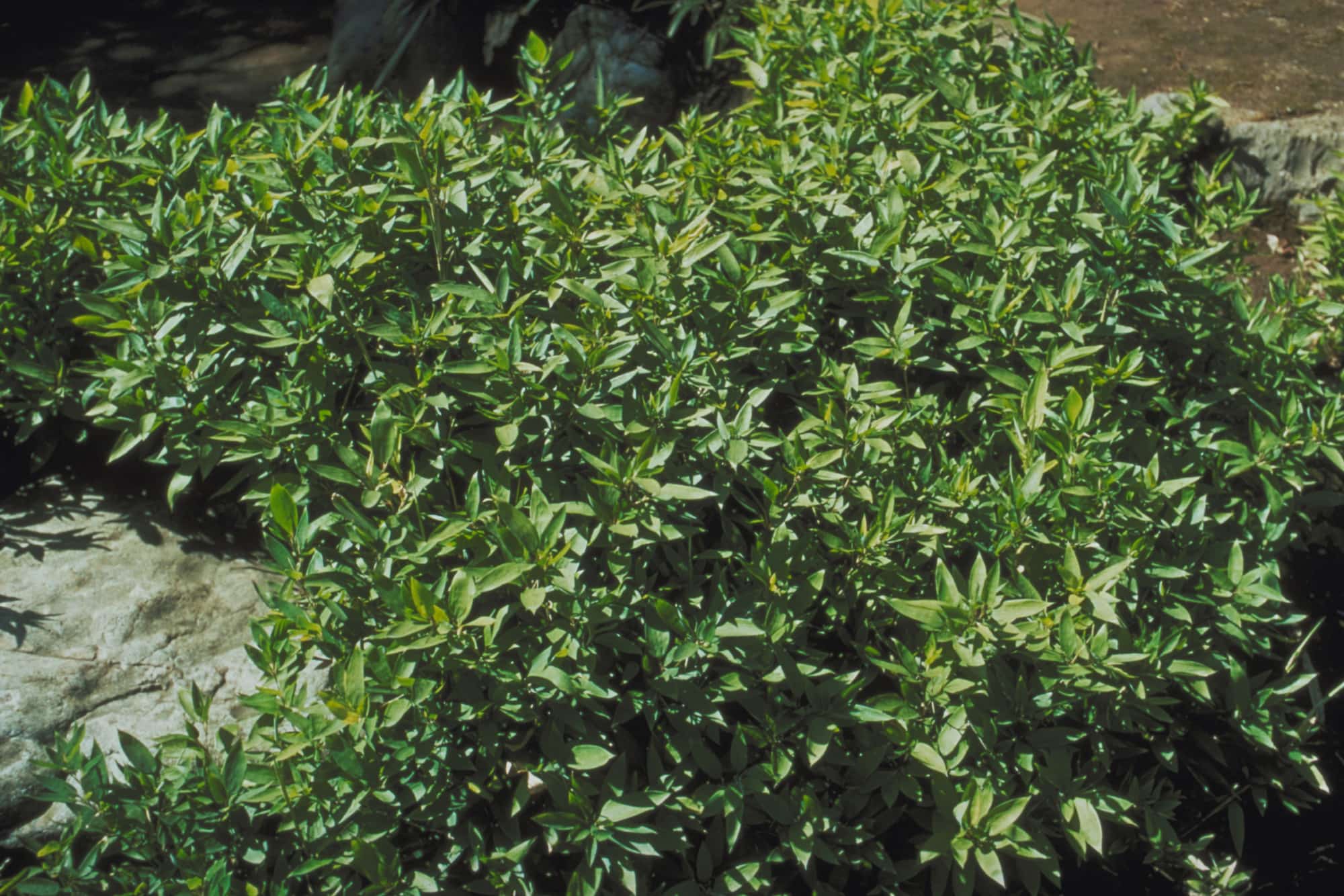 タケに分類されるオカメザサ ©︎ Gakken /amanaimages