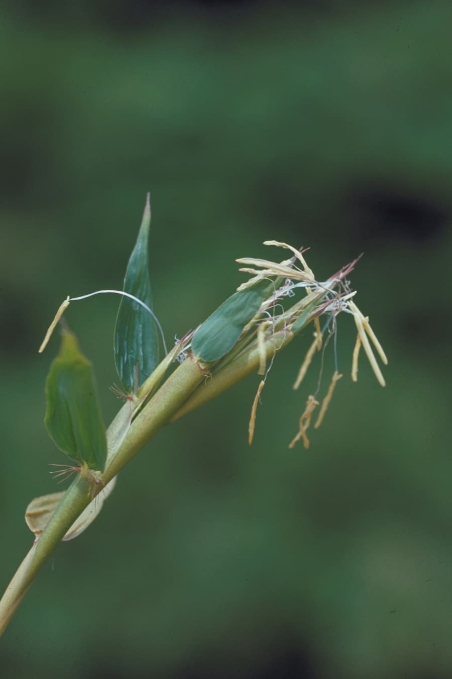 ササとタケ どこが違う プチペディア で迫る 昆虫 植物 動物のヒミツ アマナとひらく 自然 科学 のトビラ Nature Science