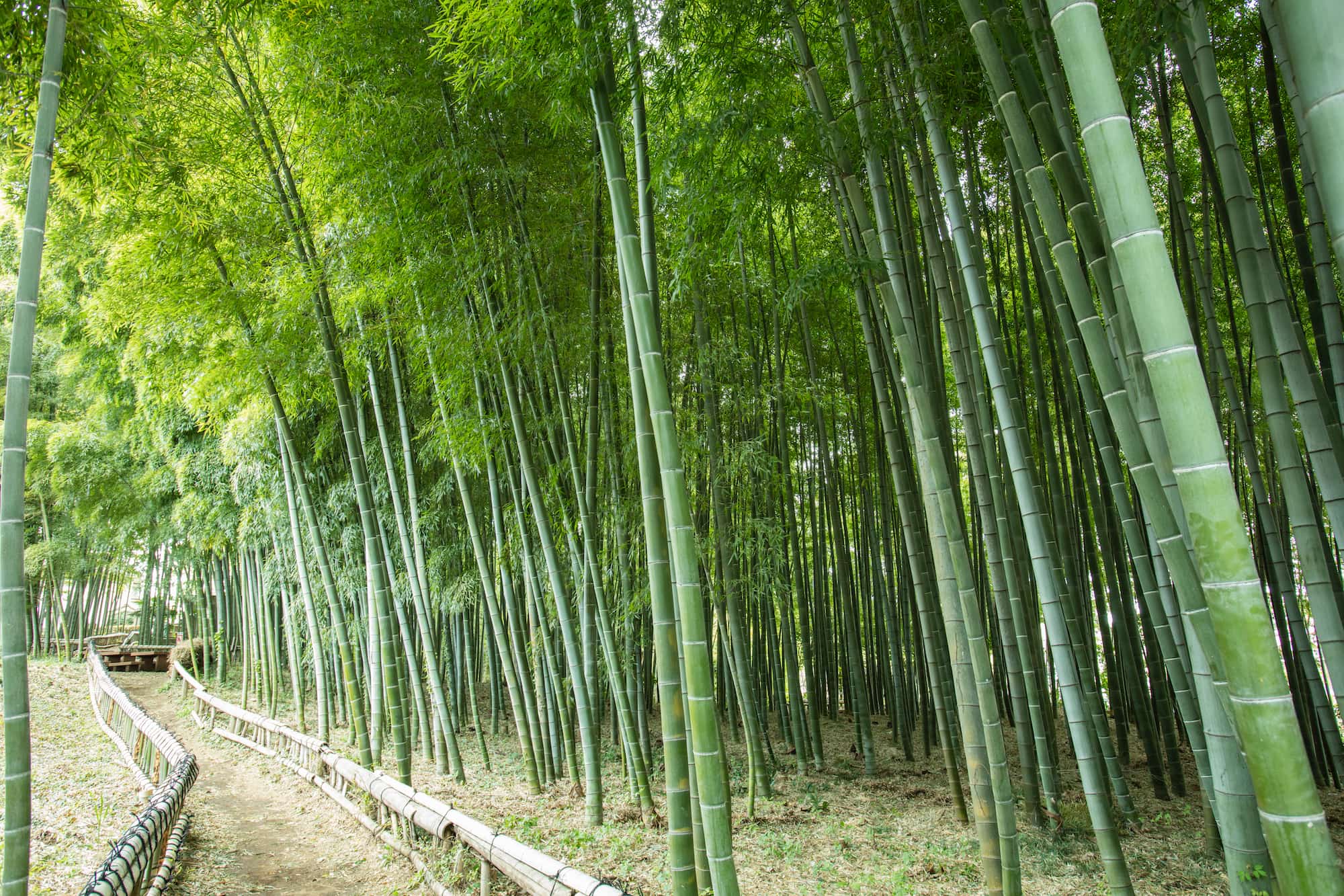 傘をさして歩ける密度でタケが生えているのが、適正に管理された竹林とされる ©︎ TAKAAKI MOTOHASHI/SEBUN PHOTO /amanaimages