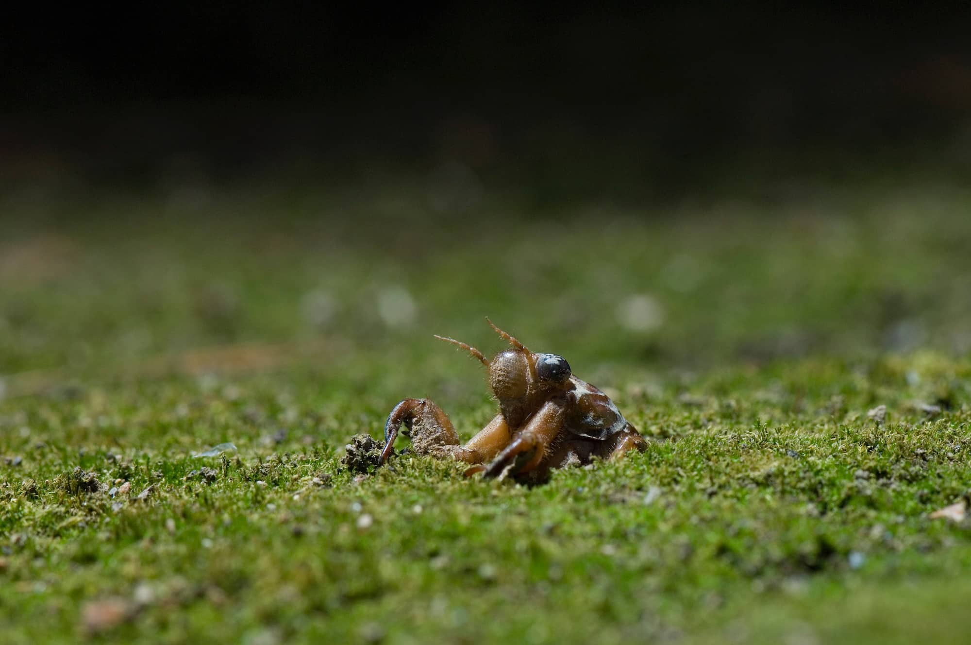 セミの幼虫は土の中に何年いる プチペディア で迫る 昆虫 植物 動物のヒミツ アマナとひらく 自然 科学 のトビラ Nature Science