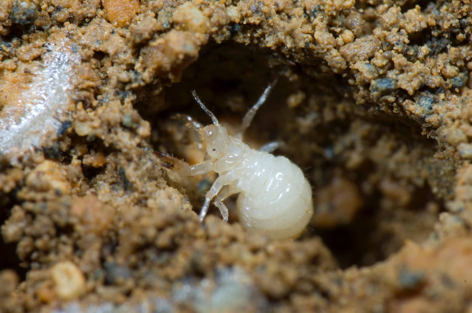 セミの幼虫は土の中に何年いる プチペディア で迫る 昆虫 植物 動物のヒミツ アマナとひらく 自然 科学 のトビラ Nature Science