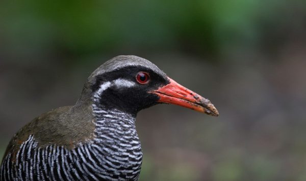 ヤンバルクイナとやんばるの森の仲間