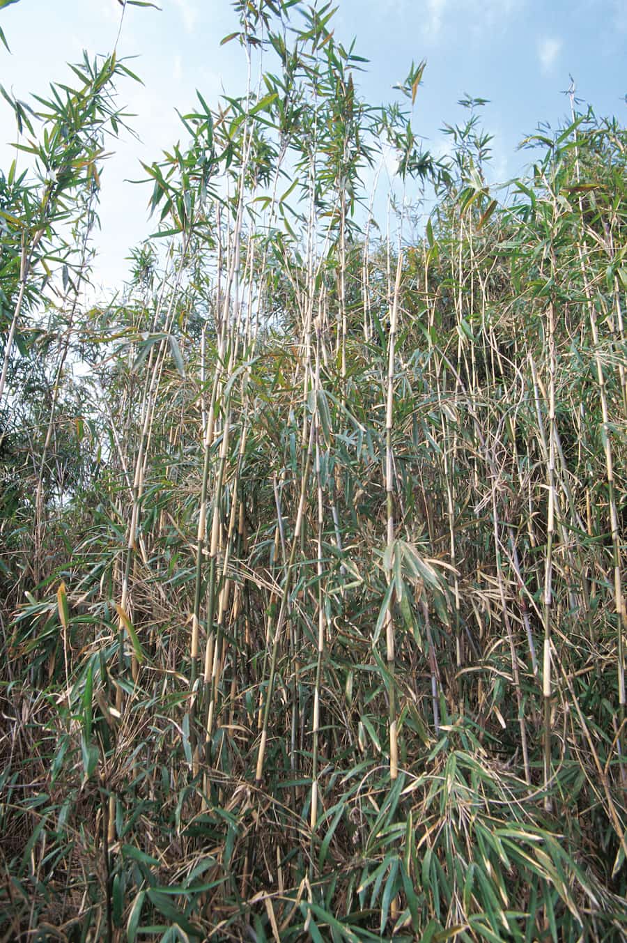 アズマネザサ ©︎ hirano takahisa/Nature Production /amanaimages