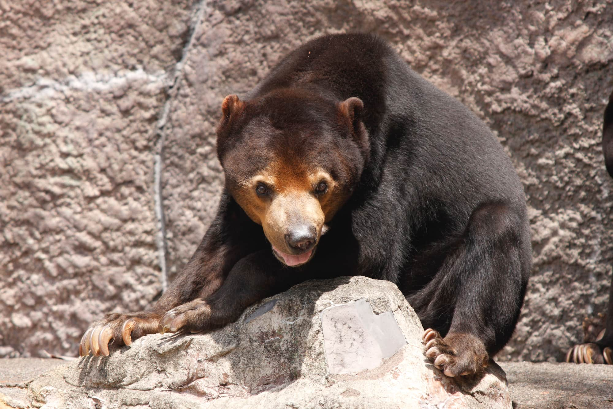 シロクマとペンギンが出会うことはある 動物の生息域と体の大きさ アマナとひらく 自然 科学 のトビラ Nature Science