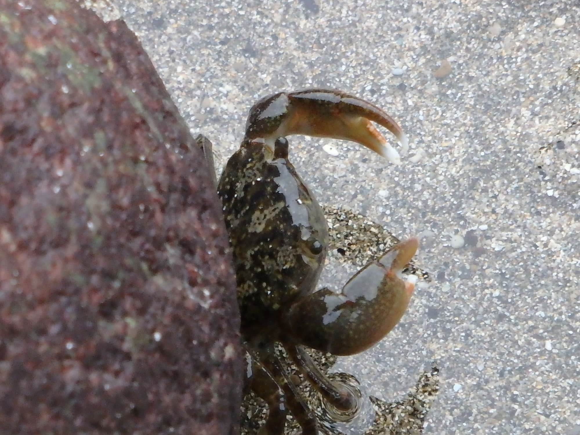 岩陰に身をひそめるイソガニ。じっと観察していると、海藻をハサミでちぎり、口に運ぶ食事風景が見られることも