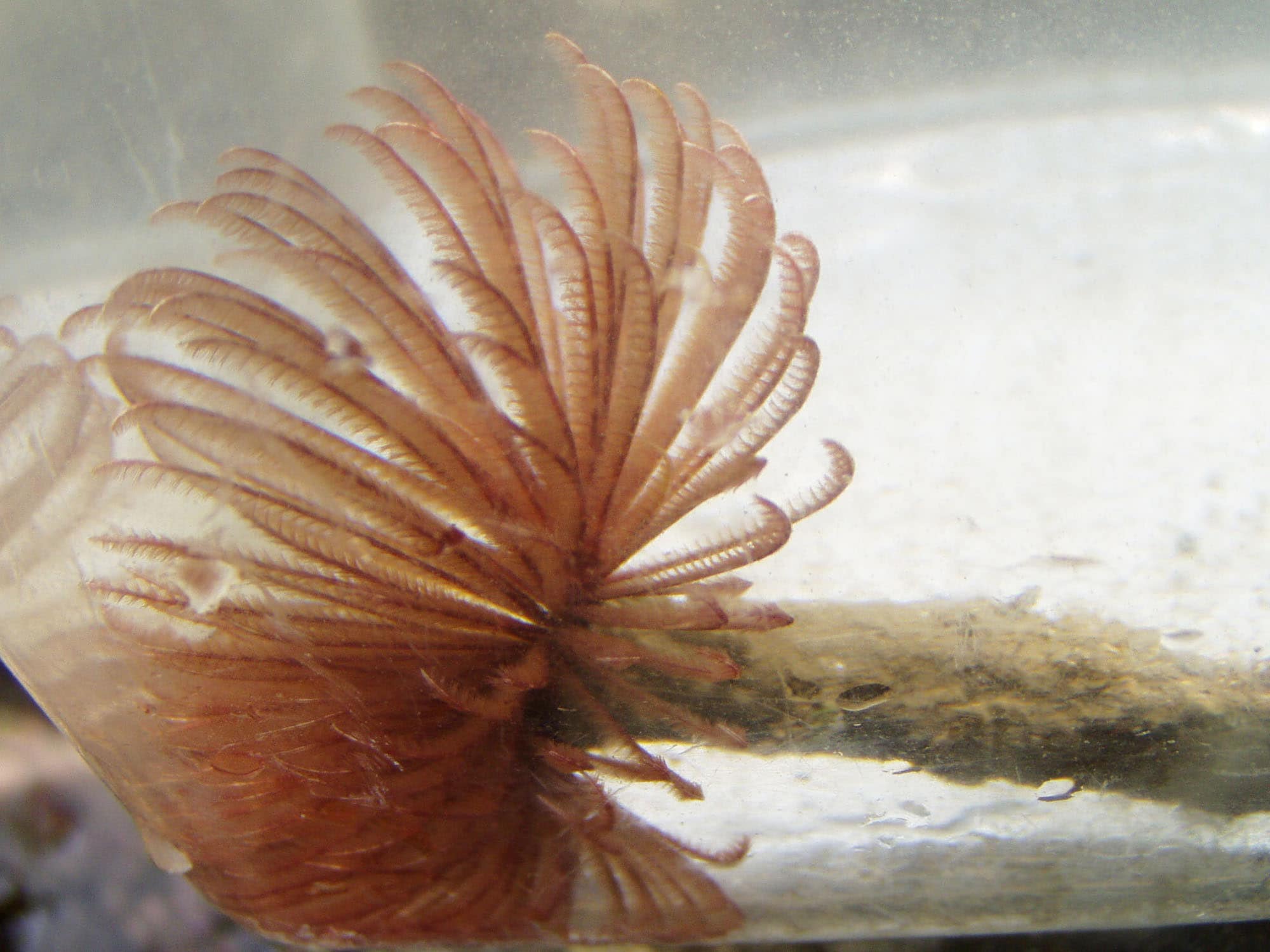 ケヤリムシ。和名の由来は、大名行列の先頭を飾った毛槍（けやり）から。泥などでつくった管に入って暮らし、水の中では鰓冠（さいかん）を花のように広げ、エサのプランクトンを捕ったり呼吸をしたりしている（2003年6月撮影）