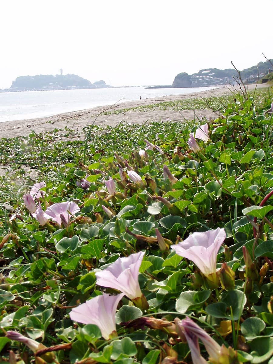 2004年5月、七里ヶ浜で撮影したハマヒルガオの群落。観光客の踏圧（とうあつ）などにより今は減少しており、こうした群落はなかなか見られなくなってしまった。浜辺のオーバーユースによる自然環境への影響が課題となっている