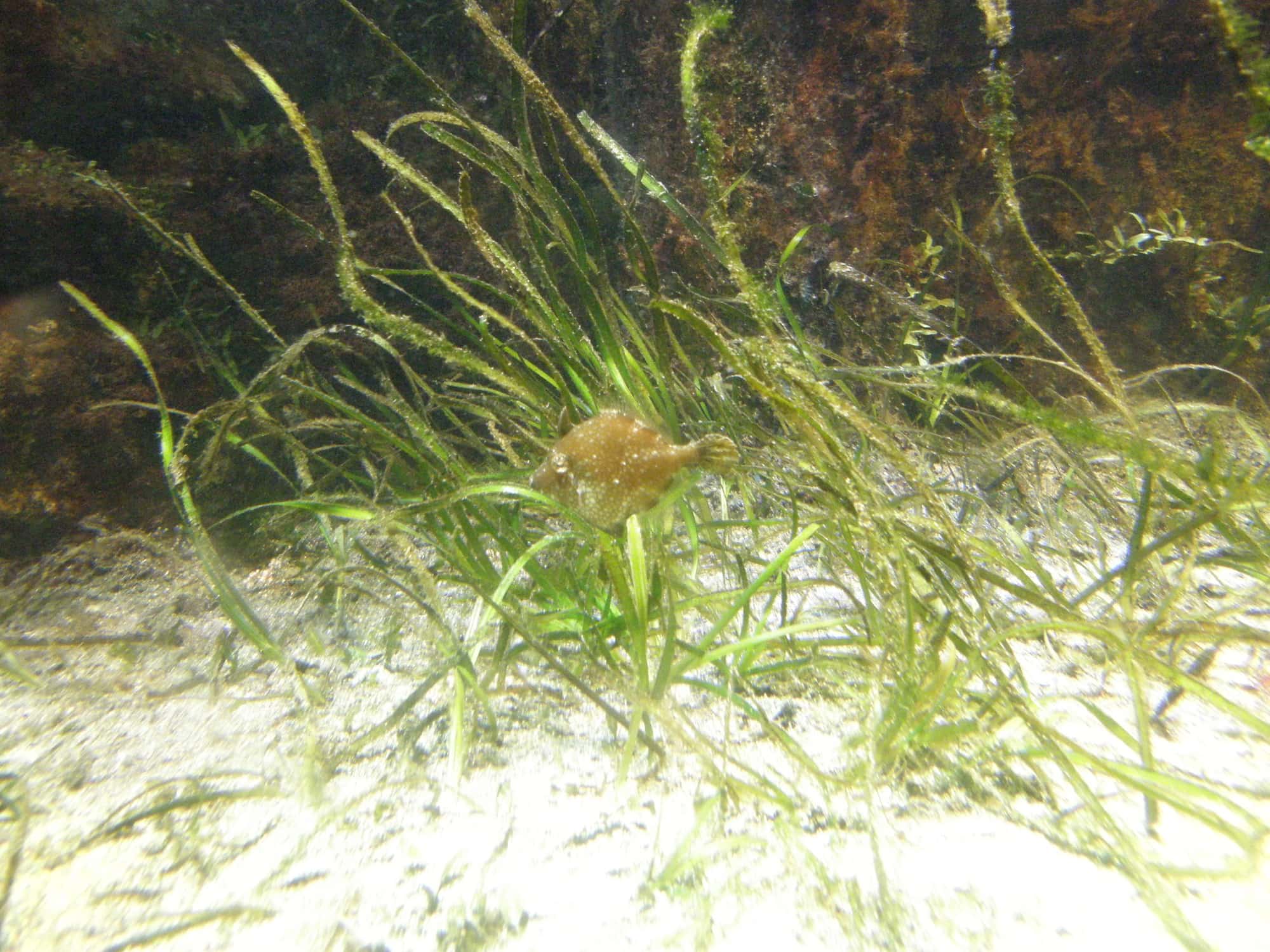 海のゆりかごのように稚魚などをはぐくむ、海藻「アマモ」の生えるアマモ場。新江ノ島水族館の展示より