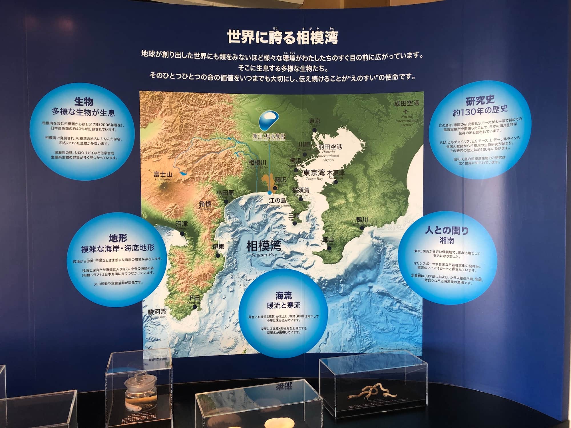 砂浜や岩礁、干潟などに加え日本で2番目に深い深海もあり、変化に富む複雑な環境をもつ相模湾。プランクトンの豊富な親潮・寒流と、赤道付近から流れてくる黒潮・暖流がぶつかる場所でもあり、多様な生物がすむ （提供：新江ノ島水族館）