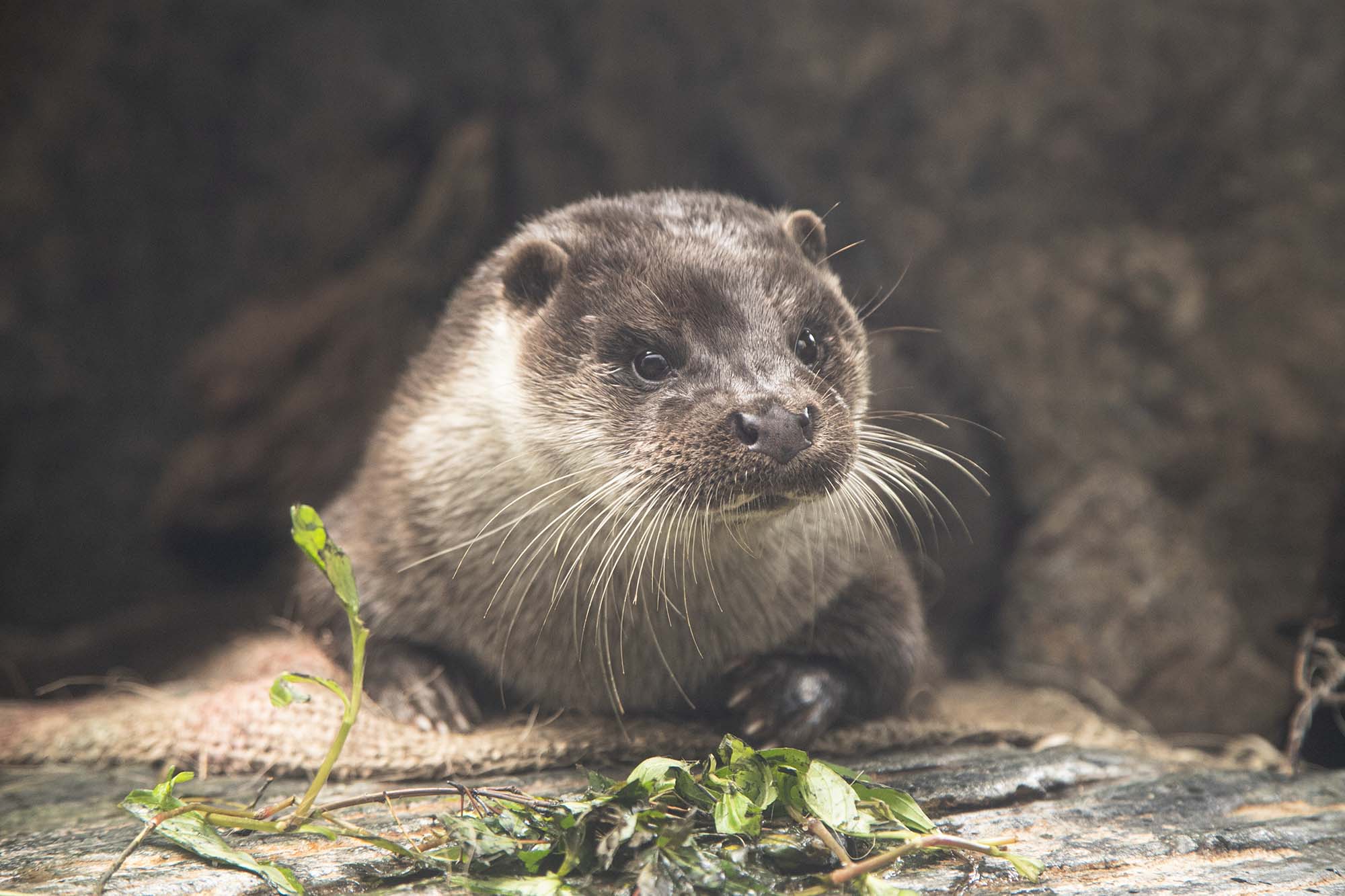 カワウソが遊ぶ自然に思いをはせる水族館 アクアマリンふくしまを訪ねて アマナとひらく 自然 科学 のトビラ Nature Science