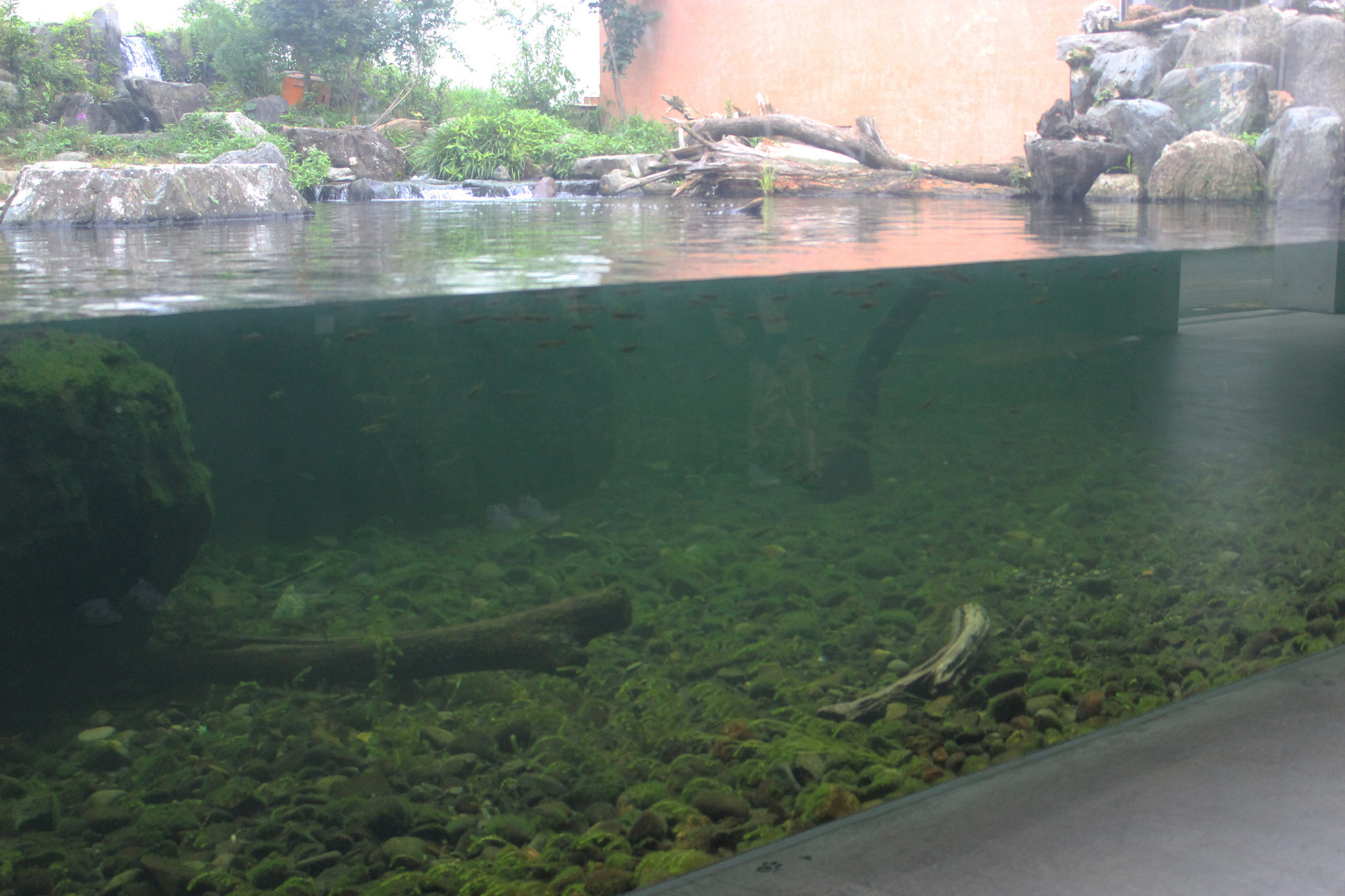 見学スペースに屋根はあるものの、展示場は屋根を設けず、自然に近い姿に