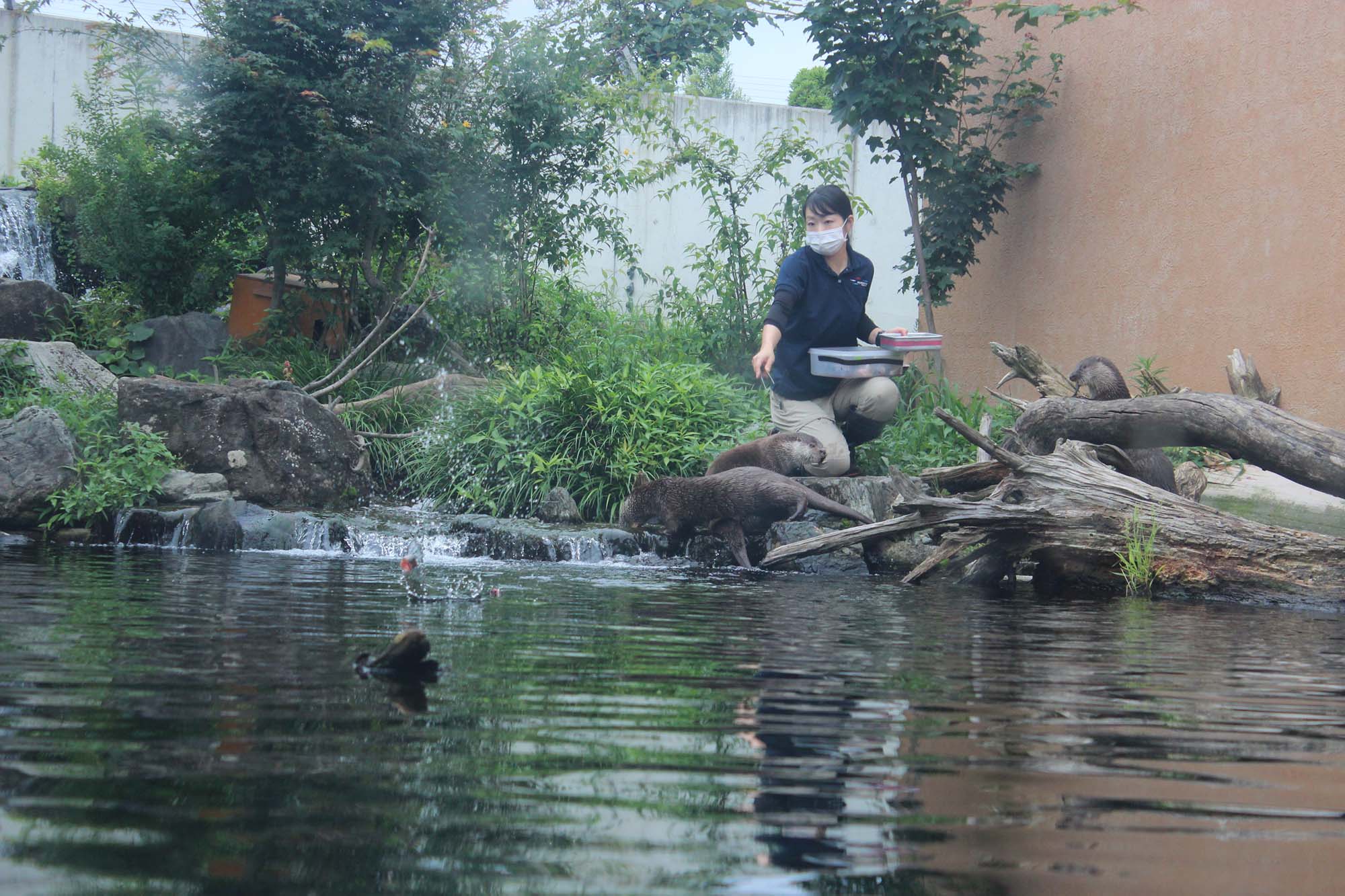 飼育担当の中村さんが給餌する様子が、毎日15時30分ごろ見られる