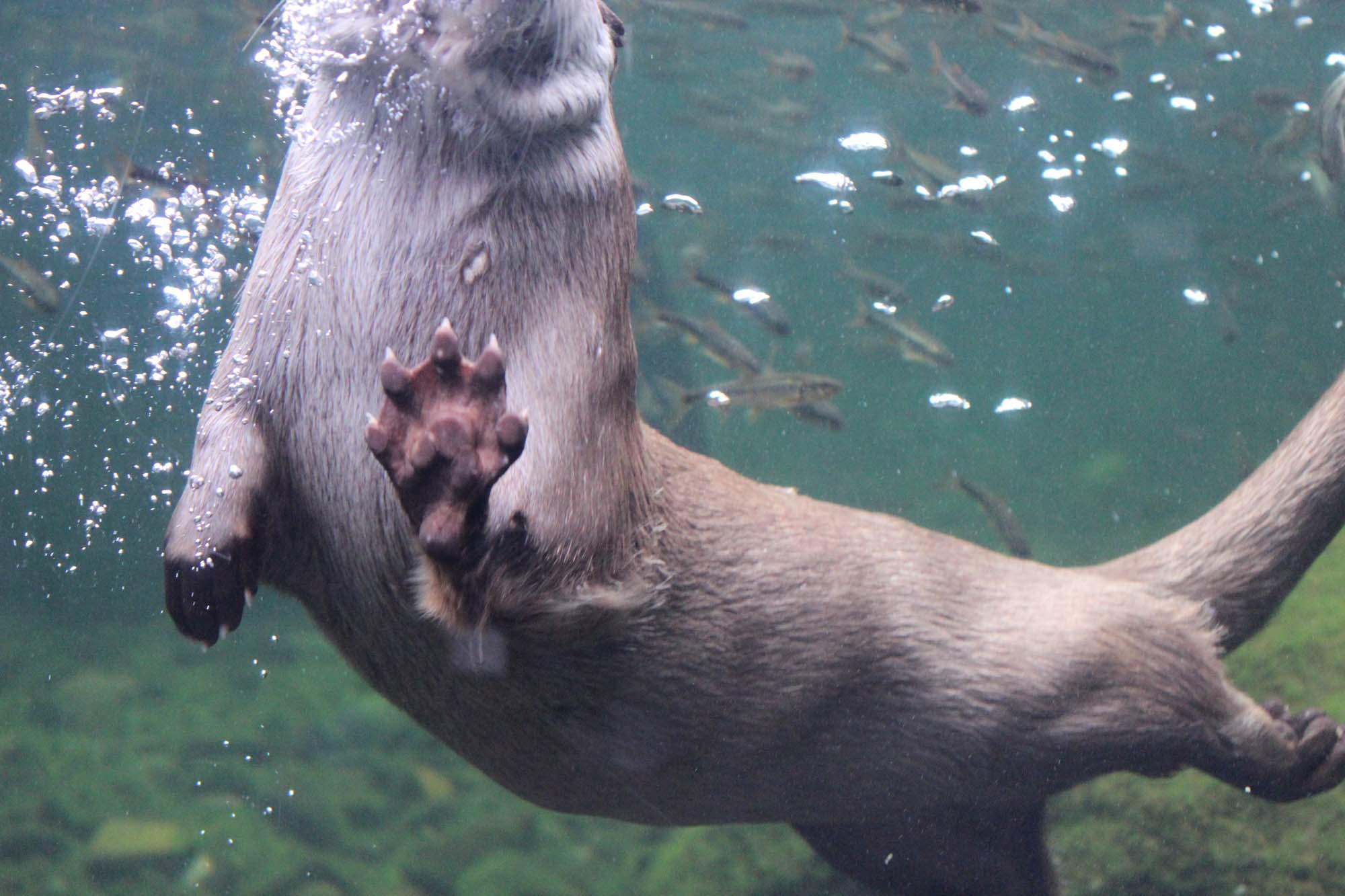 カワウソが遊ぶ自然に思いをはせる水族館 アクアマリンふくしまを訪ねて アマナとひらく 自然 科学 のトビラ Nature Science