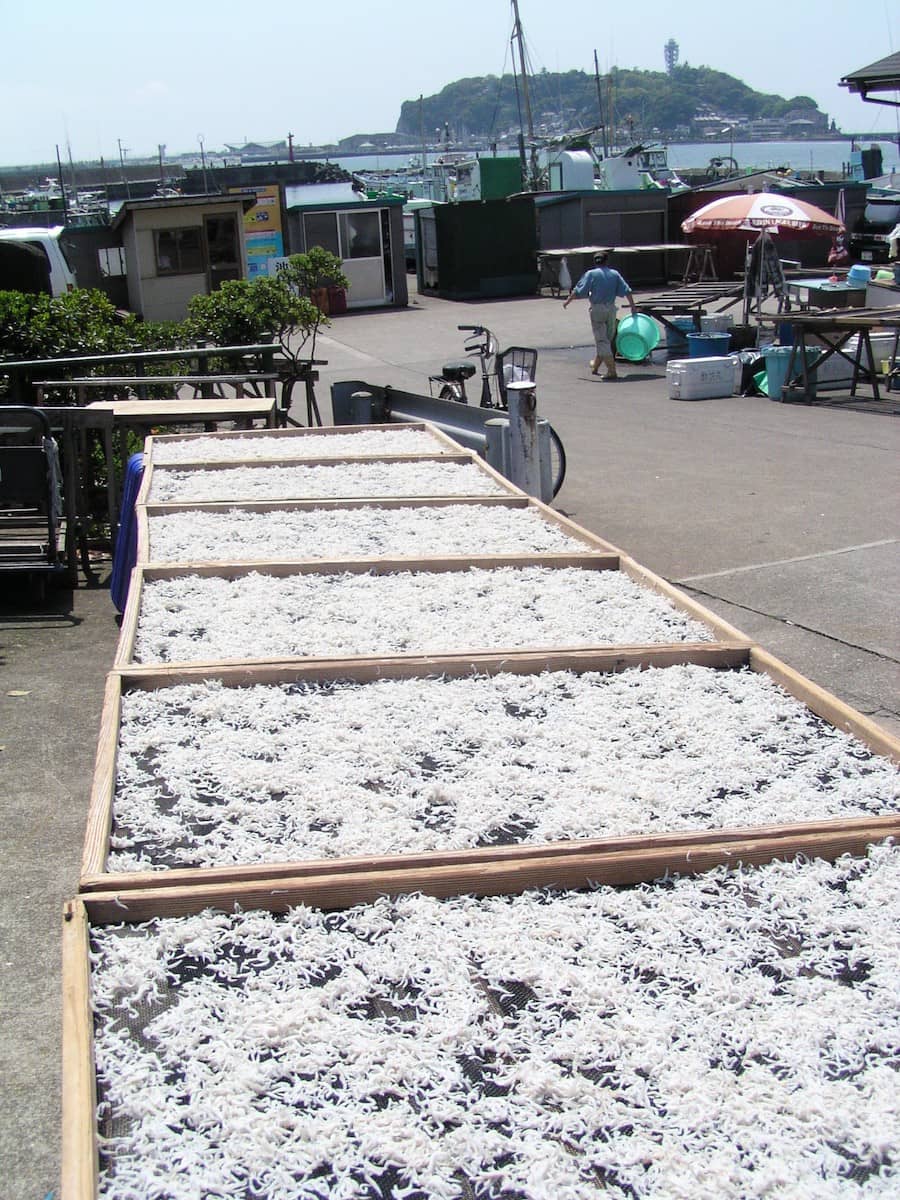 シラス干しの風景。シラスはカタクチイワシの稚魚（ちぎょ）で、豊かな海がはぐくむ貴重な観光資源の1つ。 鎌倉・江ノ島かいわいには生シラス・釜揚げシラスなど地元のシラス料理を出す飲食店も多い