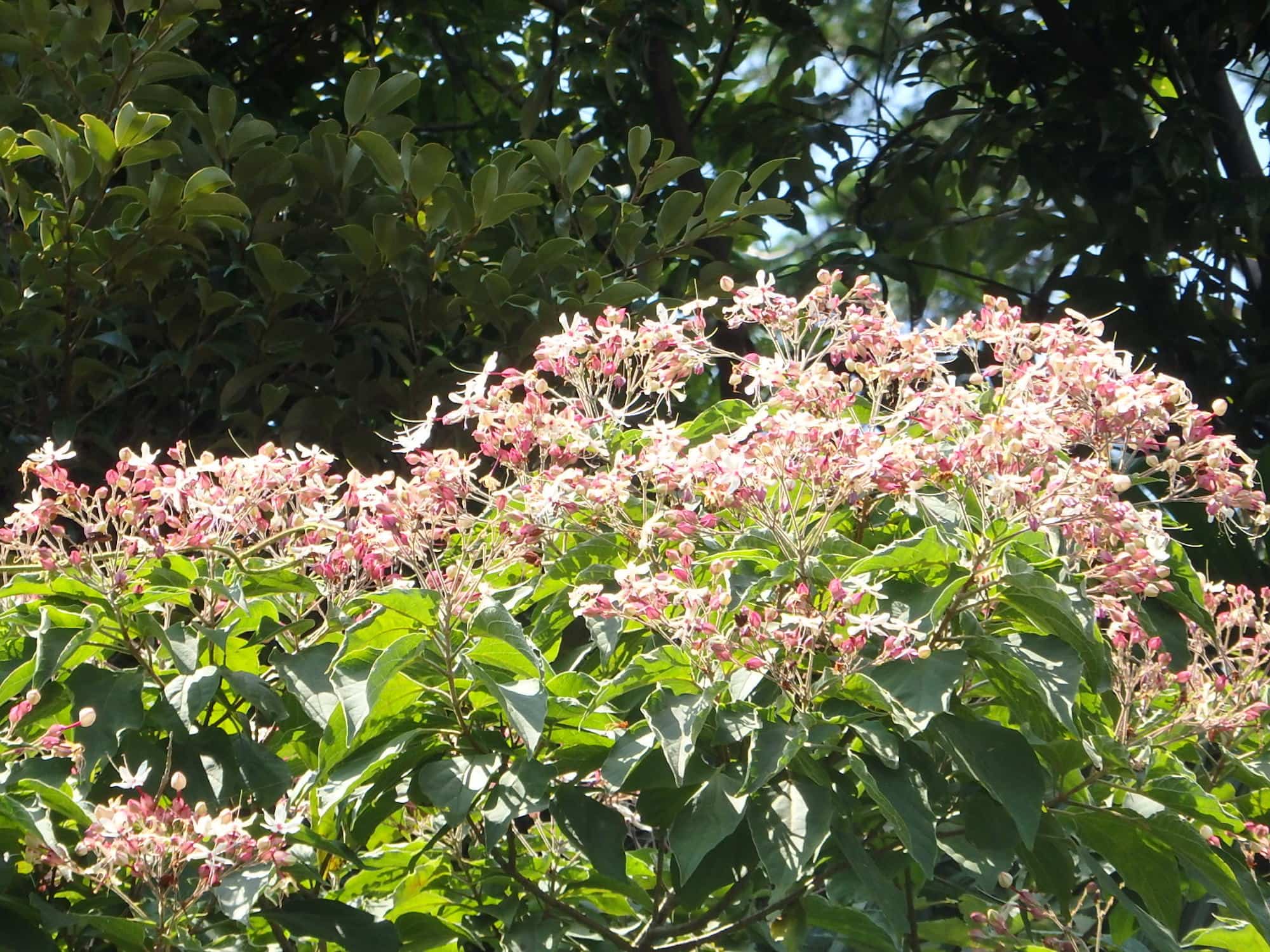 クサギ。鎌倉・江の島かいわいの夏の森に白い花を咲かせる