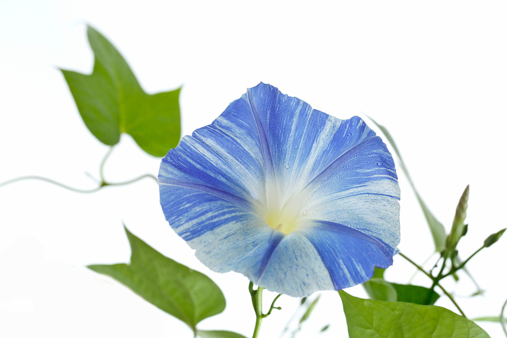 © Tetsuya Tanooka/a.collectionRF /amanaimages